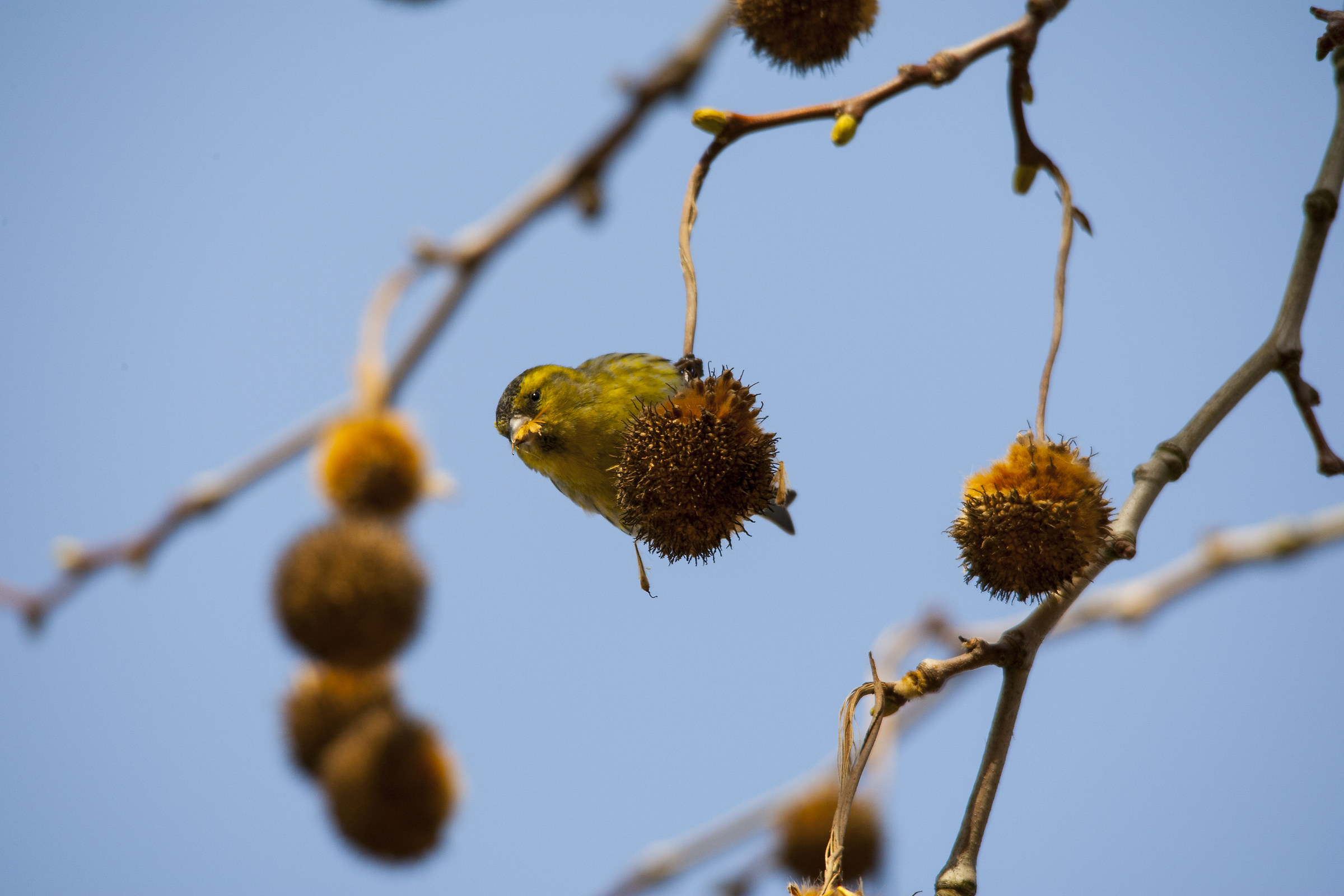 Siskin and the plane tree
