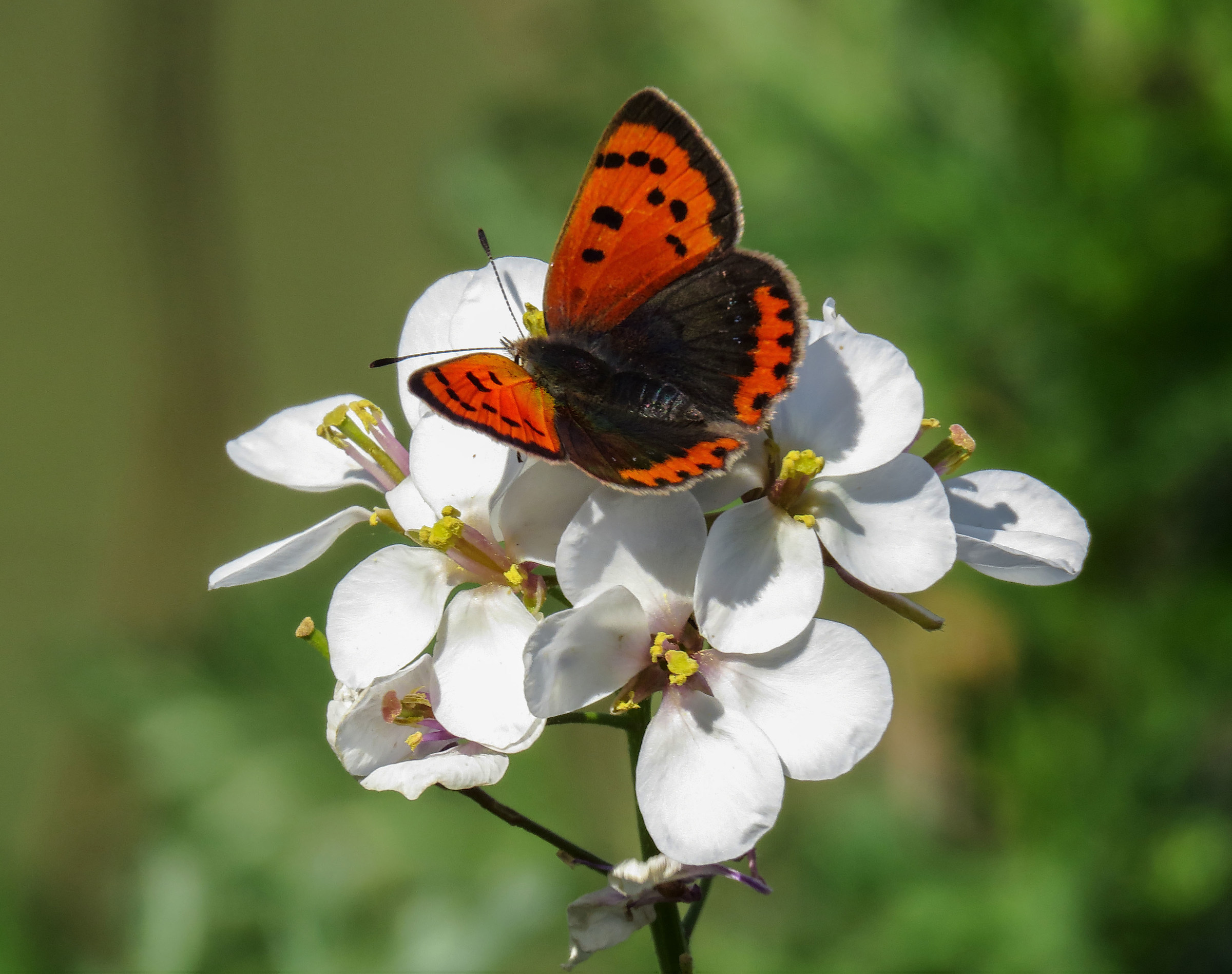 lycaena phlaeas
