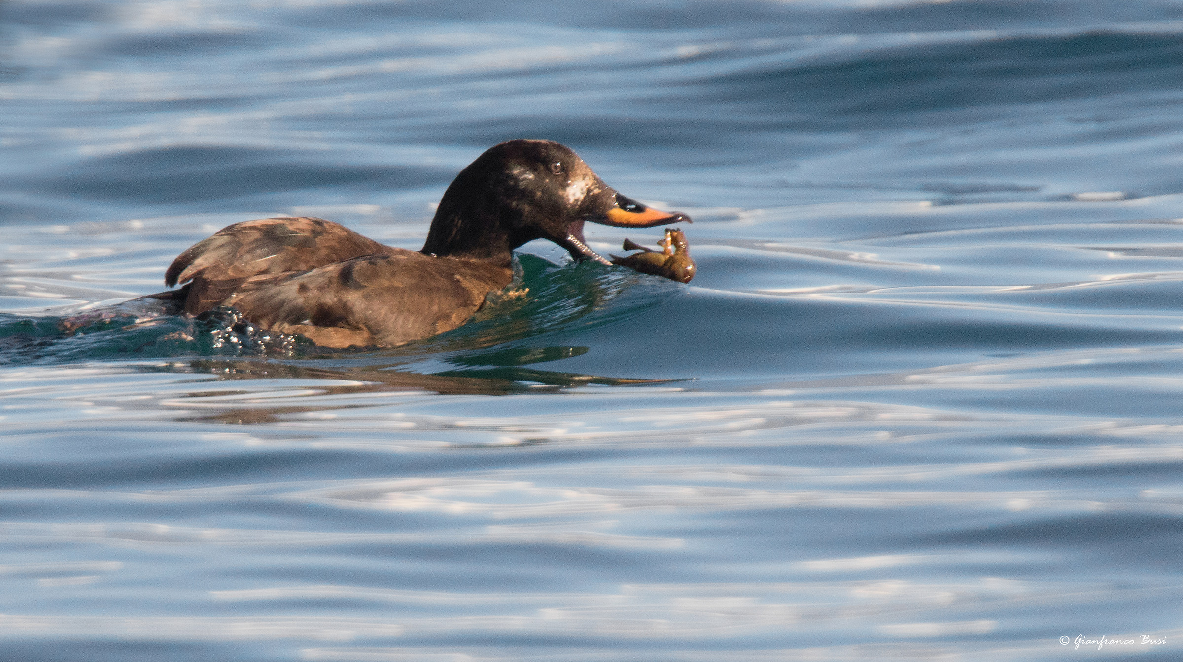scoter - velvet scoter