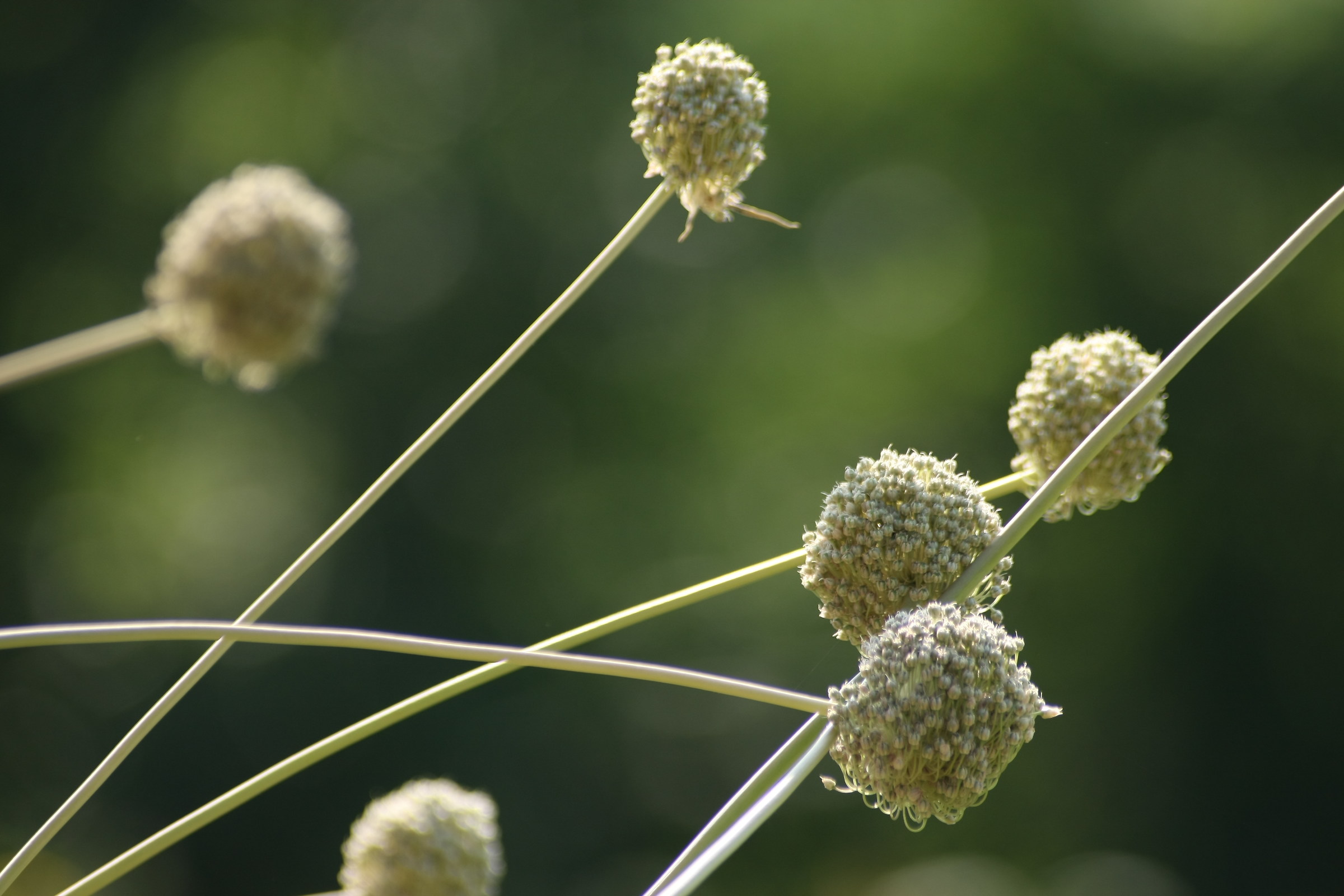 Infiorescenze di aglio