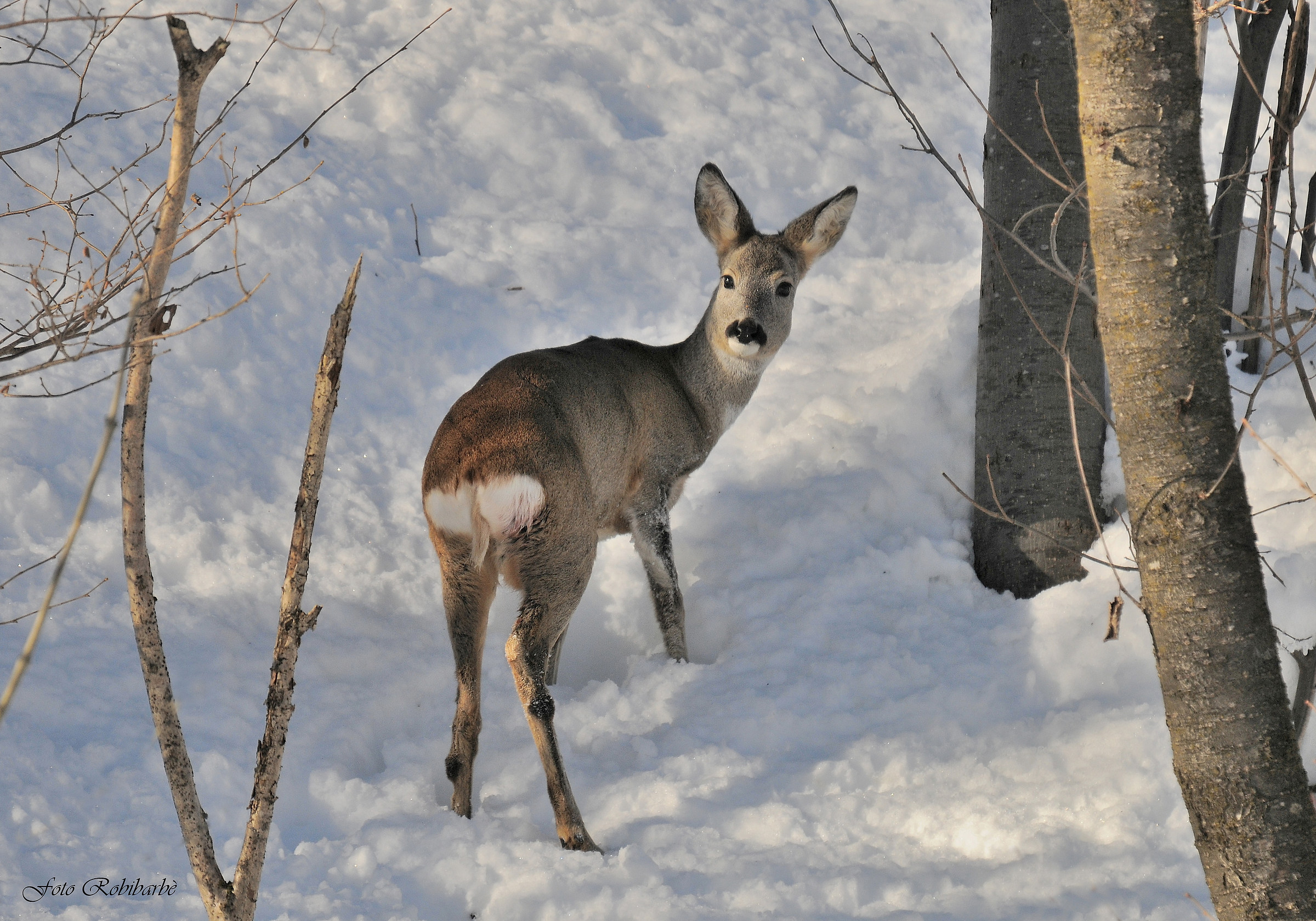 Femmina di Capriolo...