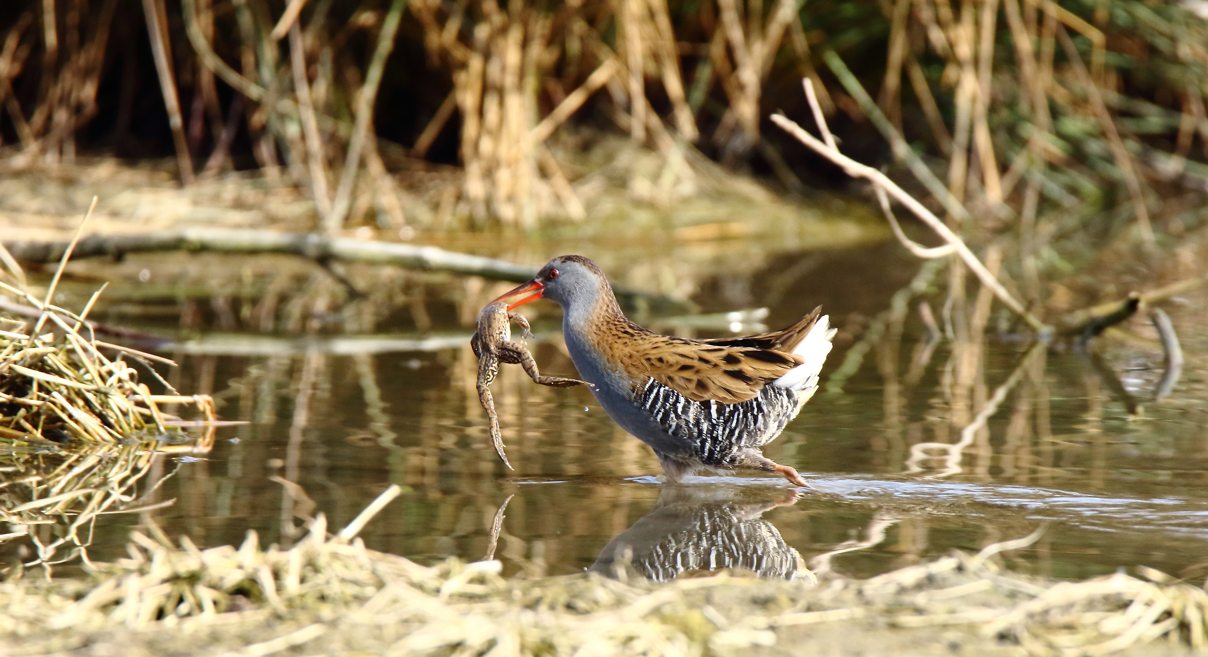 Porciglione predatore