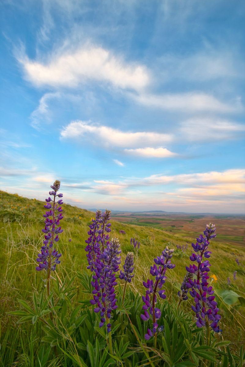 Steptoe Butte, Palouse (sunset) , WA