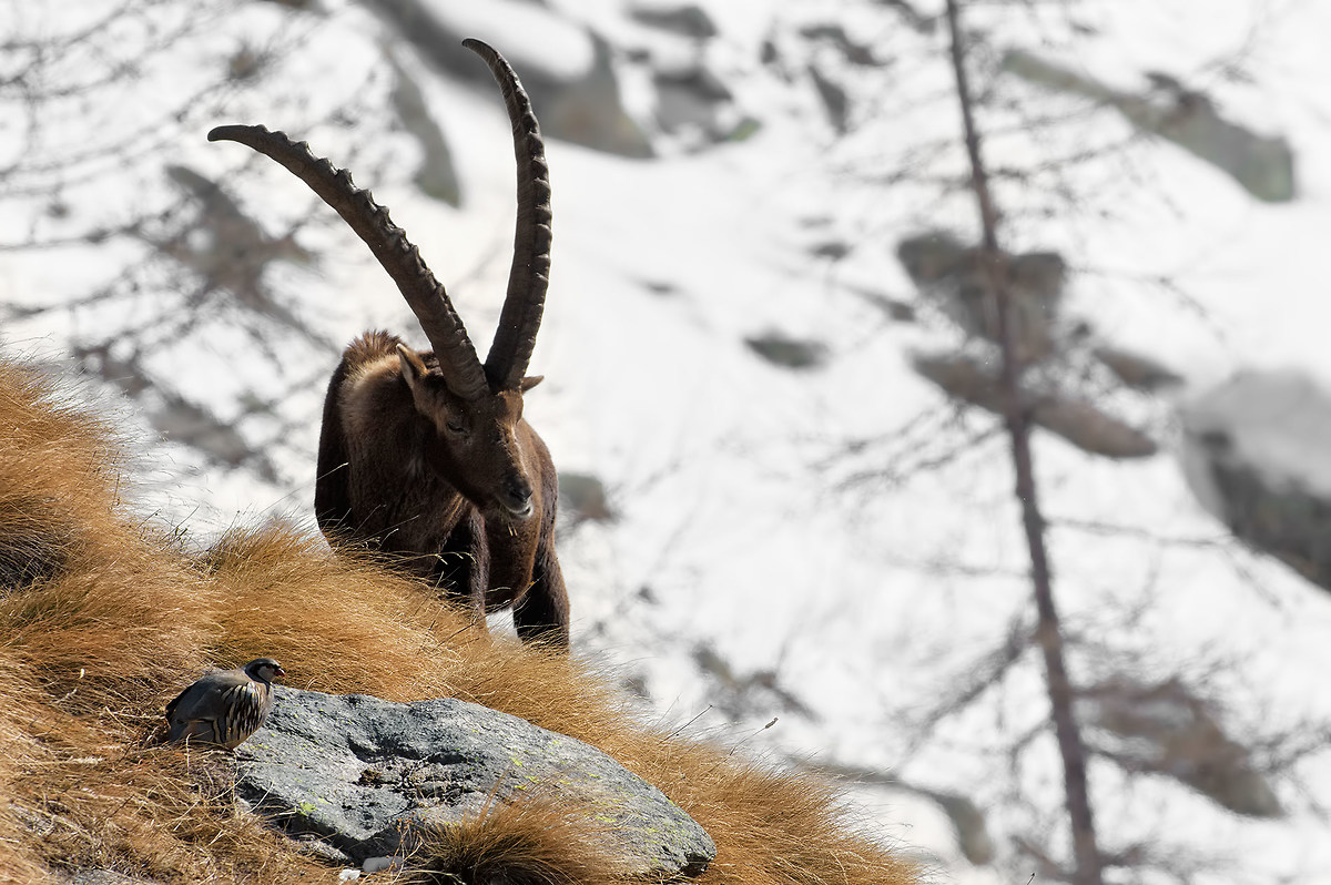 Inhabitants of the Alps ...