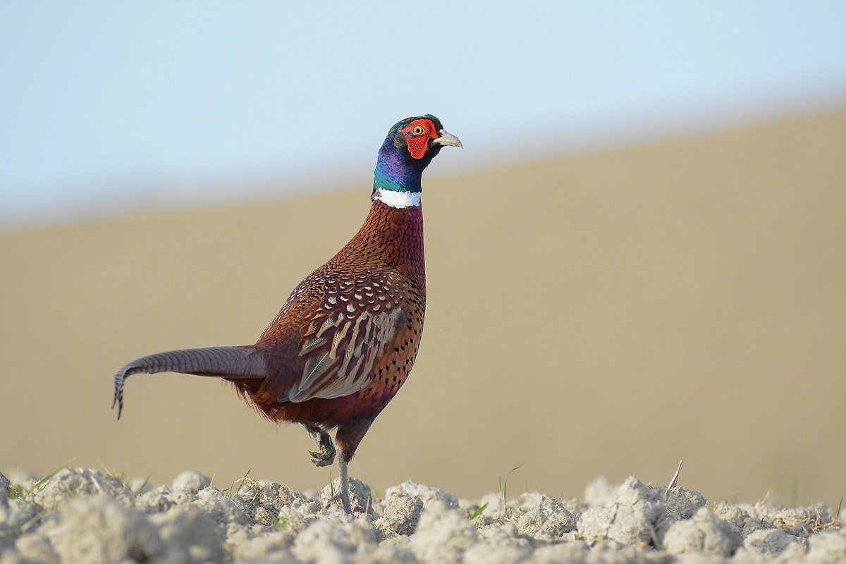 Pheasant