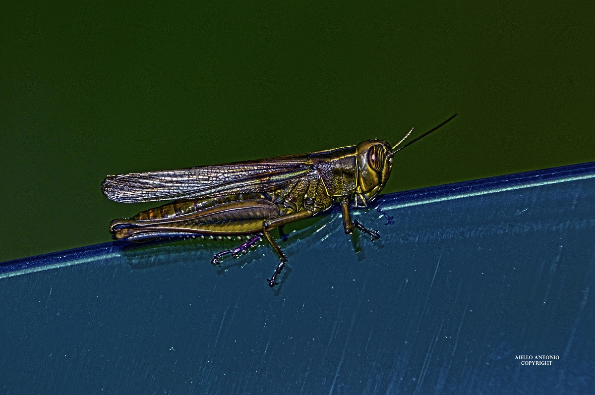 Eyprepocnemis plorans