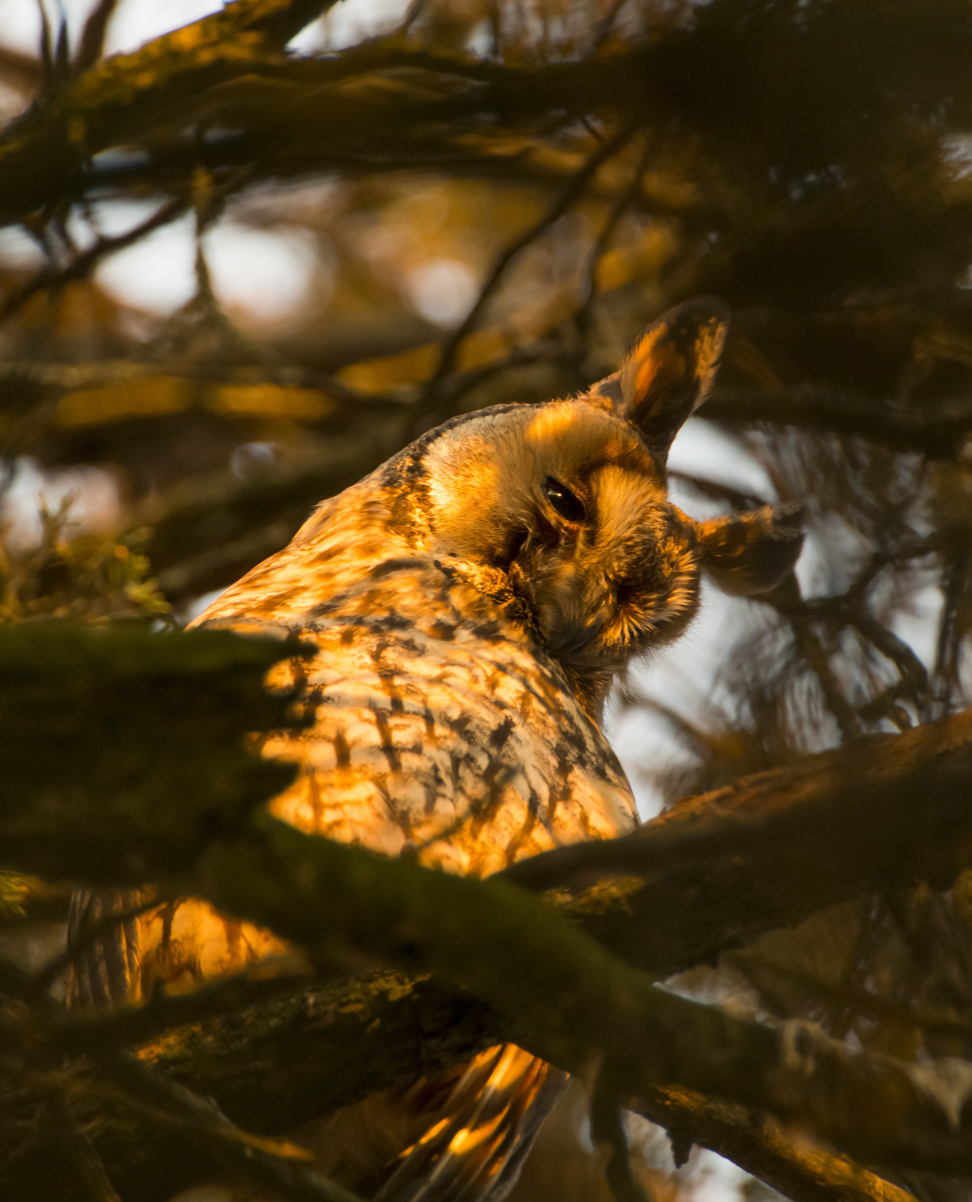 eared owl at sunset
