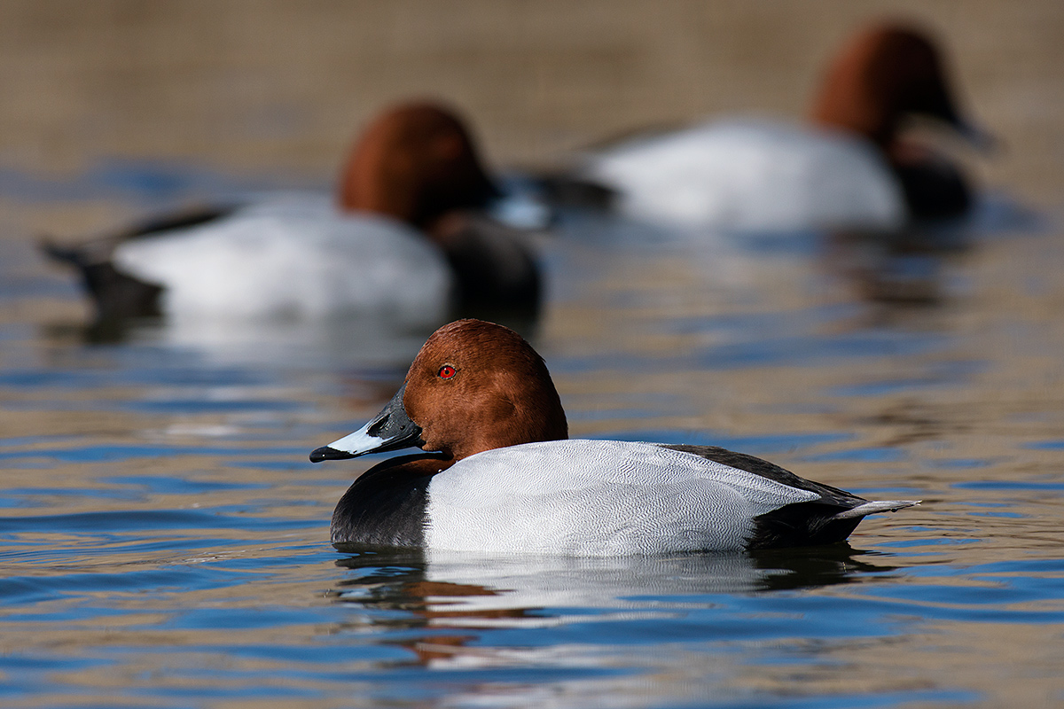 Moriglioni (3 males)