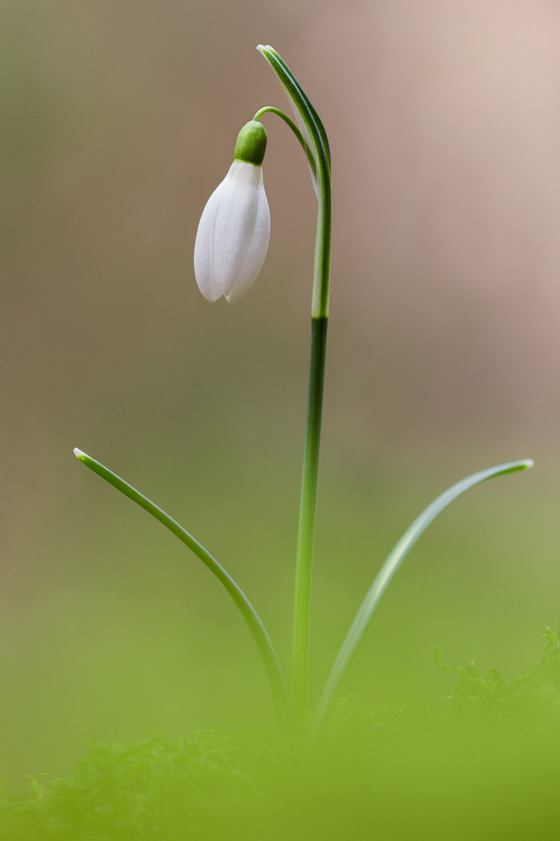 Bucaneve (Galanthus nivalis)