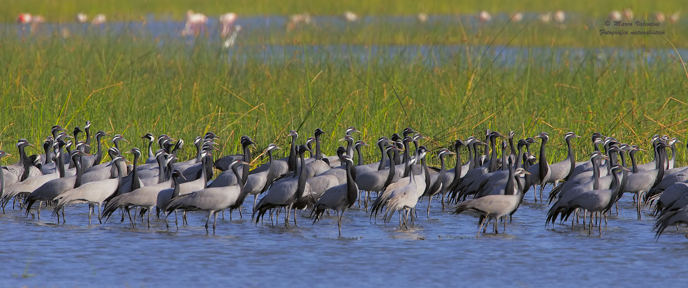 A school of elegance