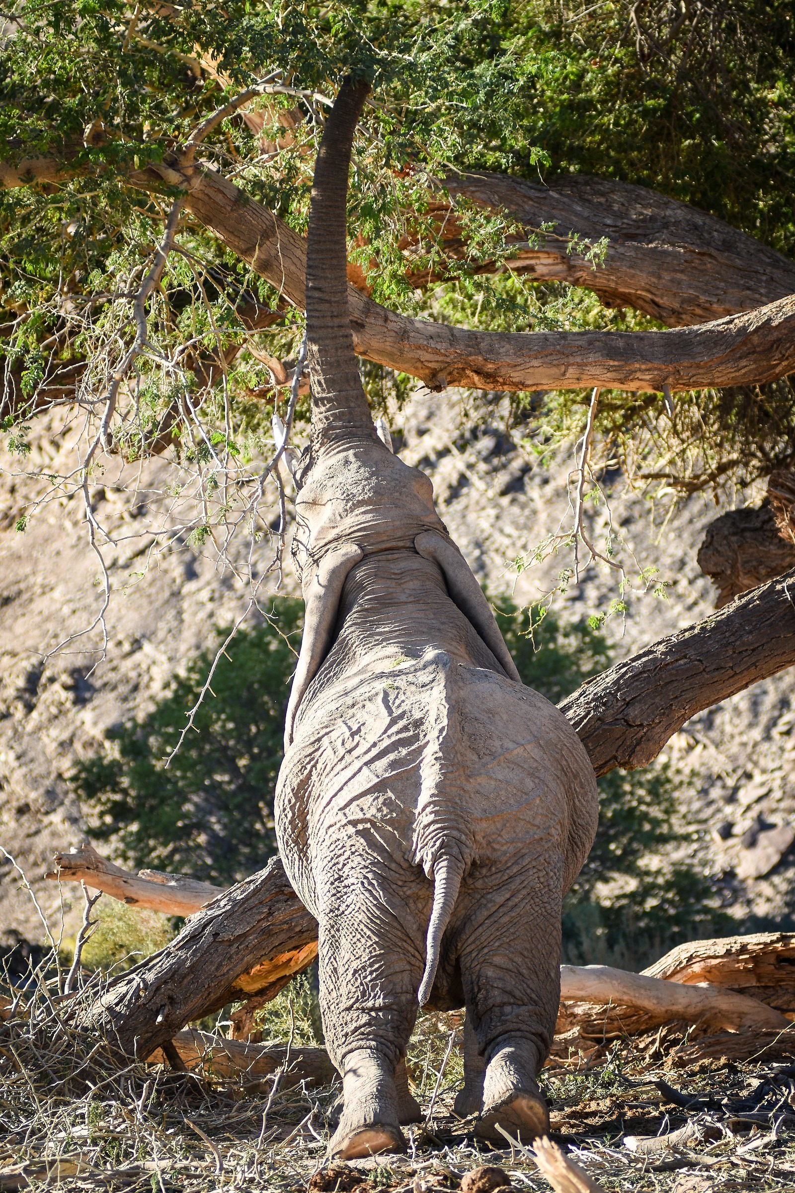 I'll get them. Damaraland, Namibia