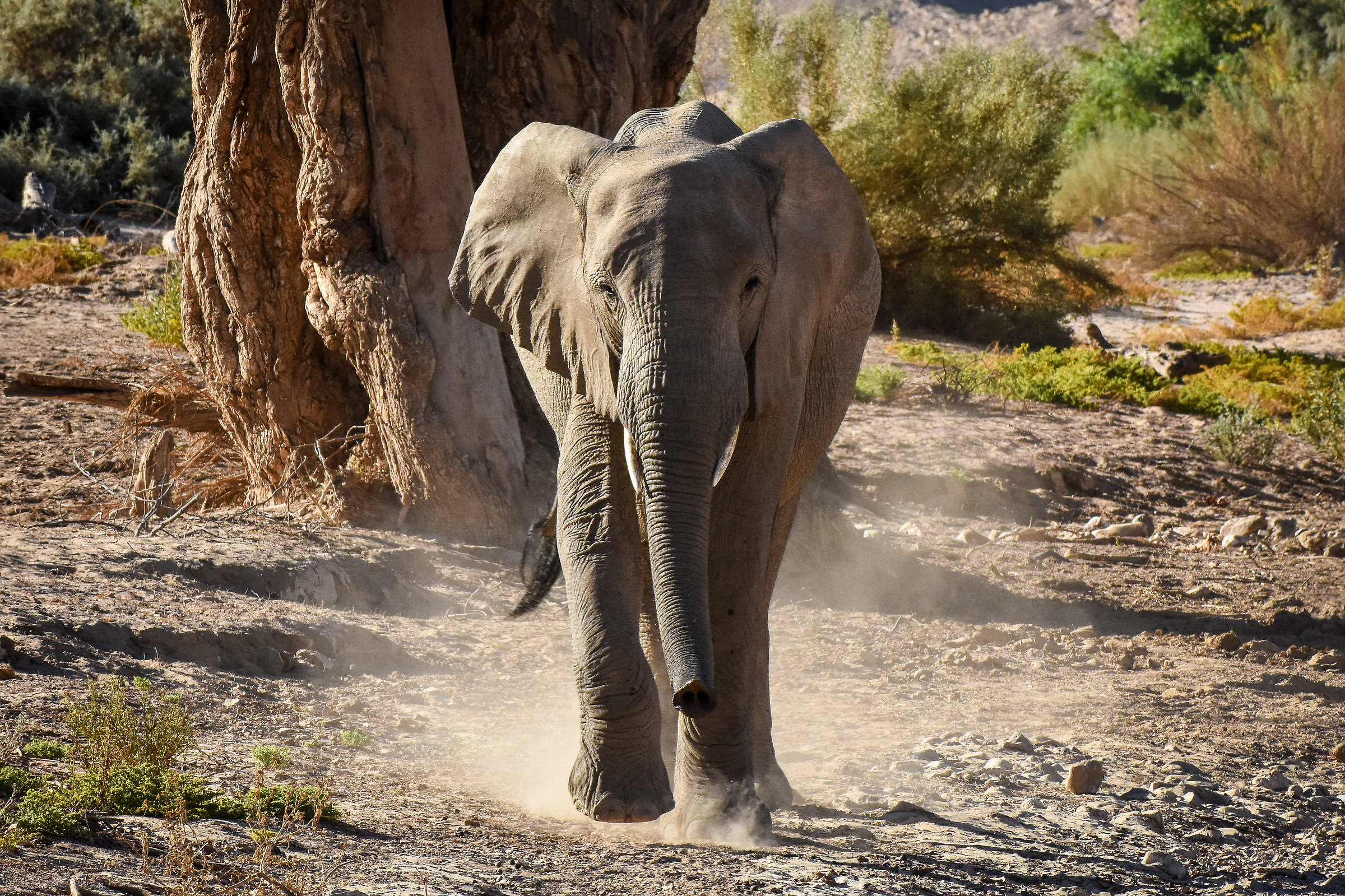 Hey you. Damaraland, Namibia