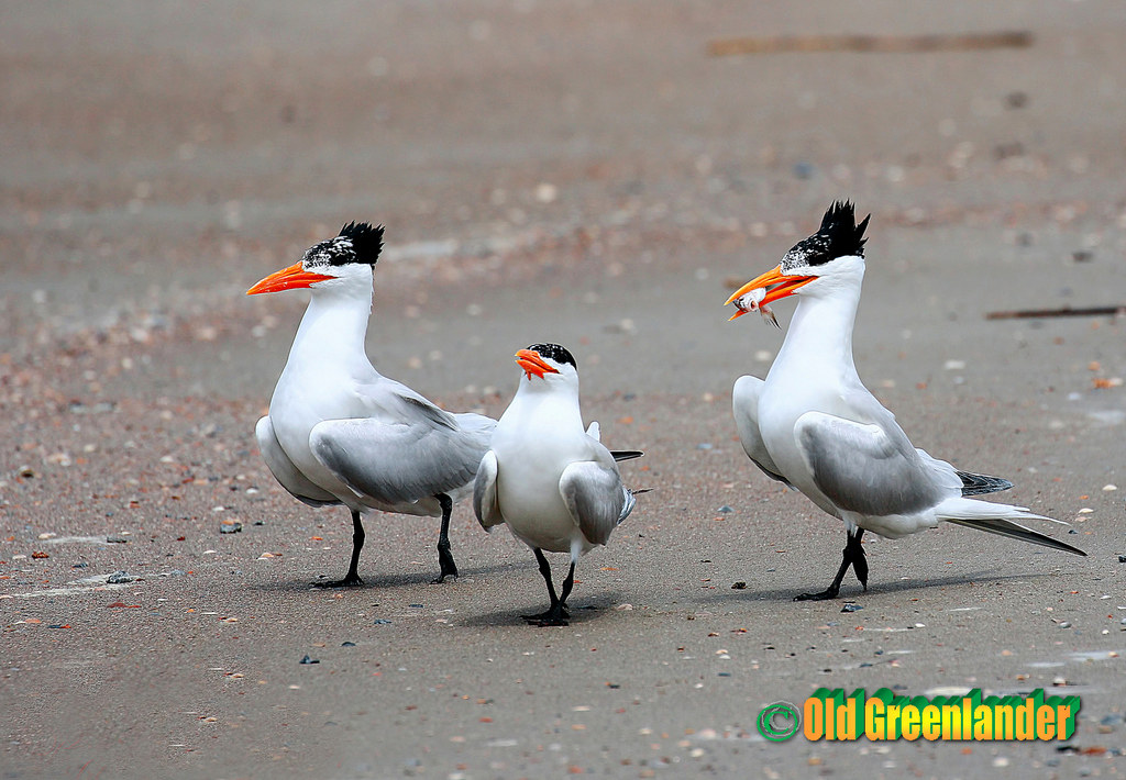 Sweetie, forget that loser...