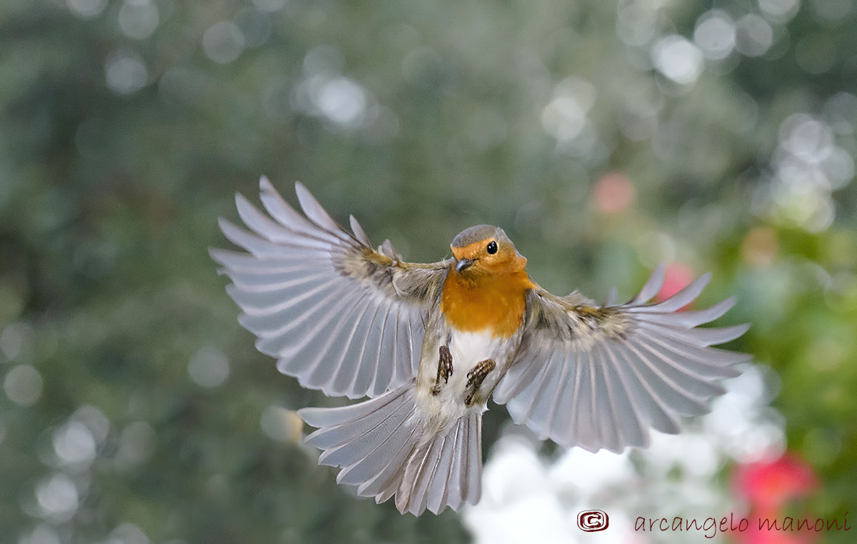 When the robin flies