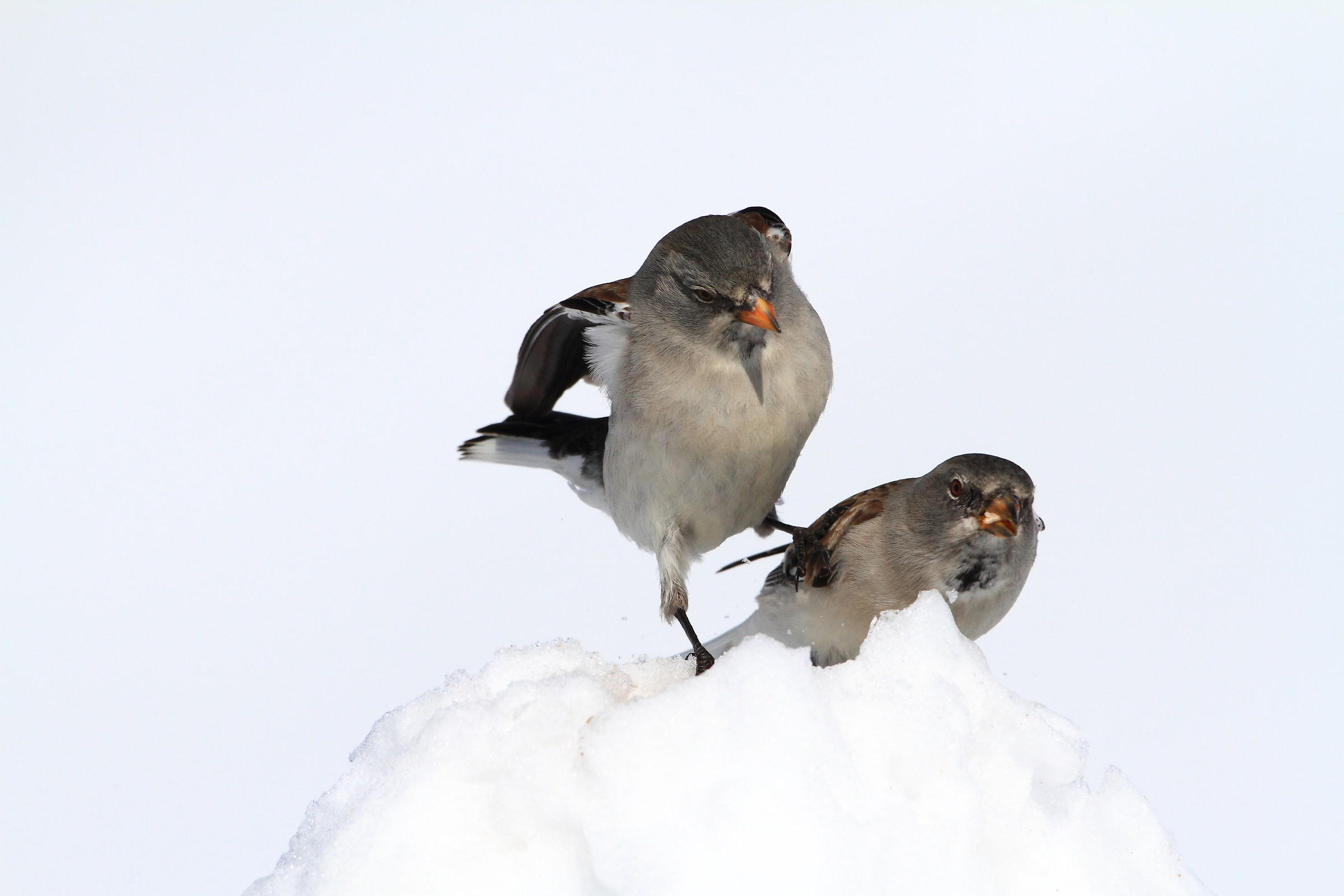 Alpine chaffinch