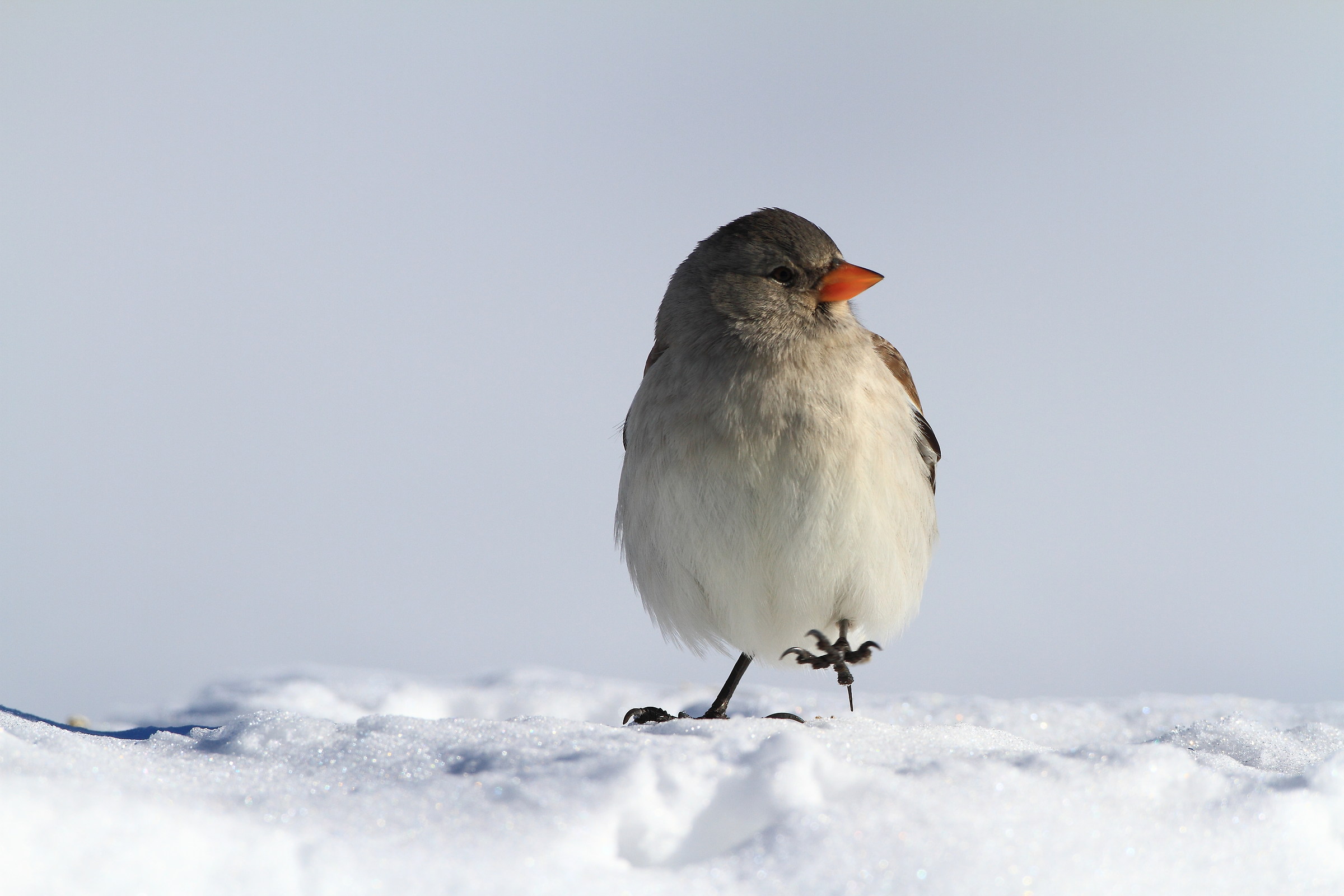 Alpine chaffinch