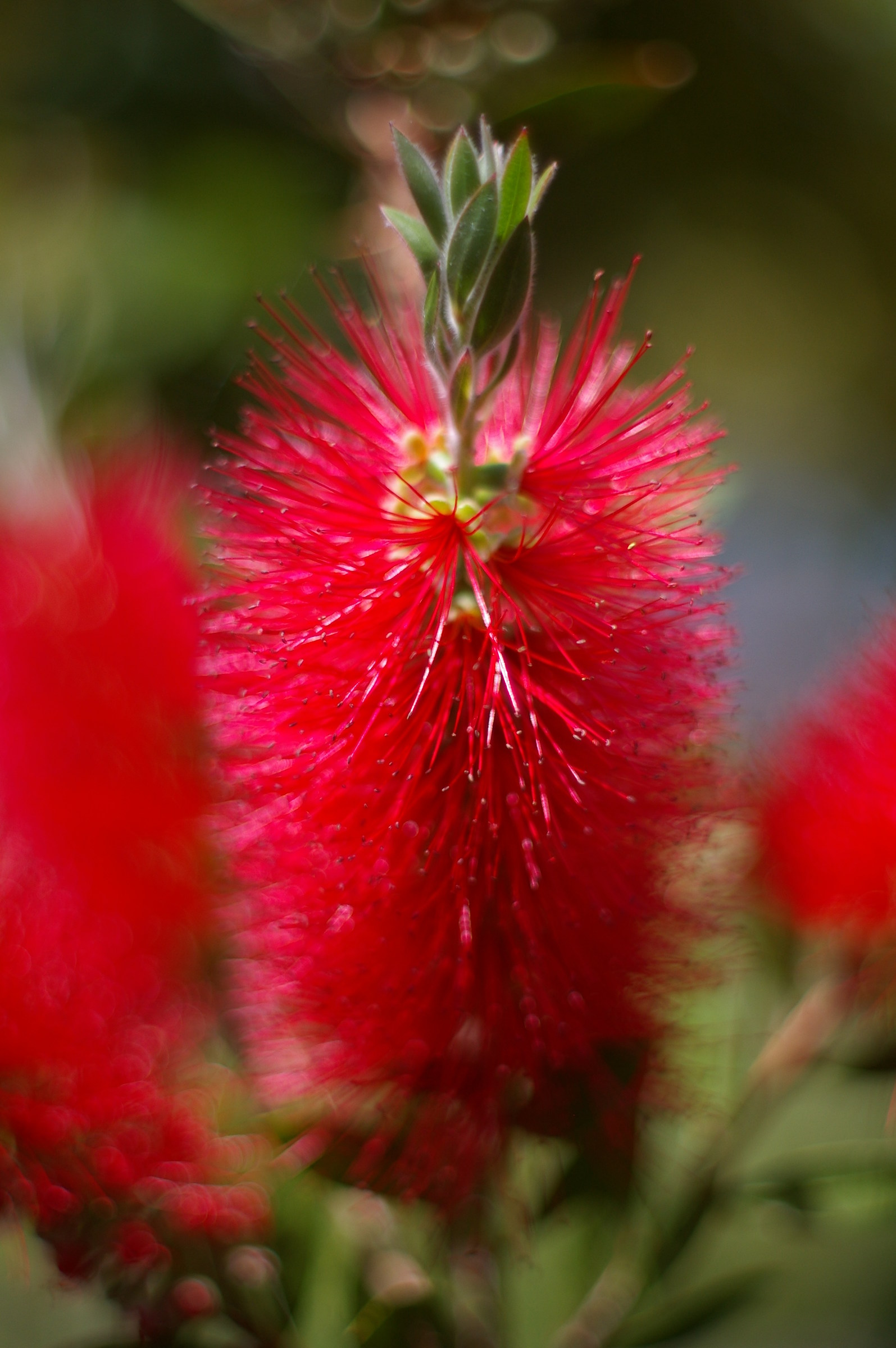 impianto bottlebrush