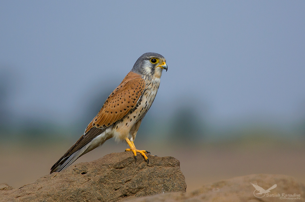 Common Kestrel, Male.