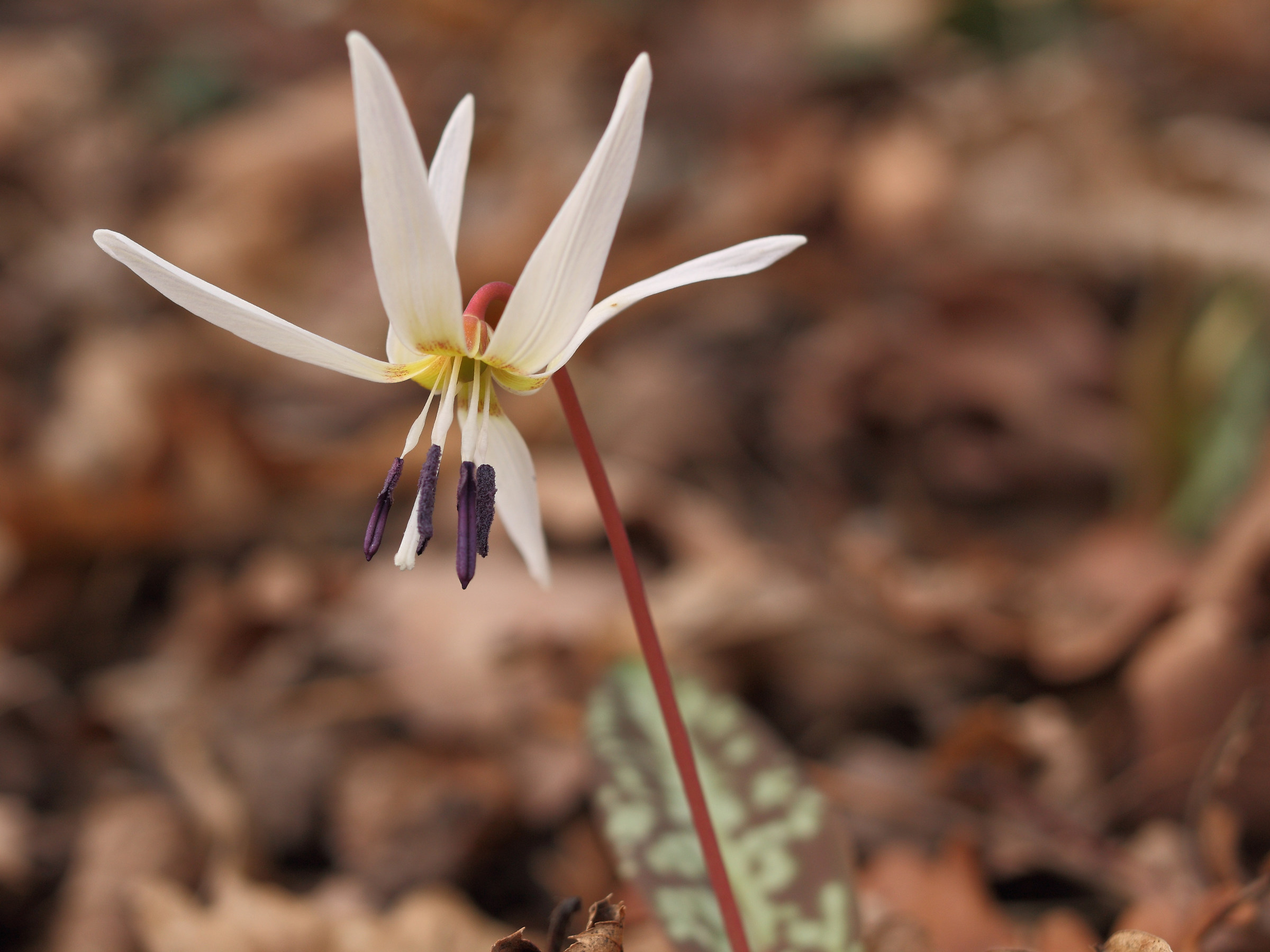 Erythronium dens-canis 3