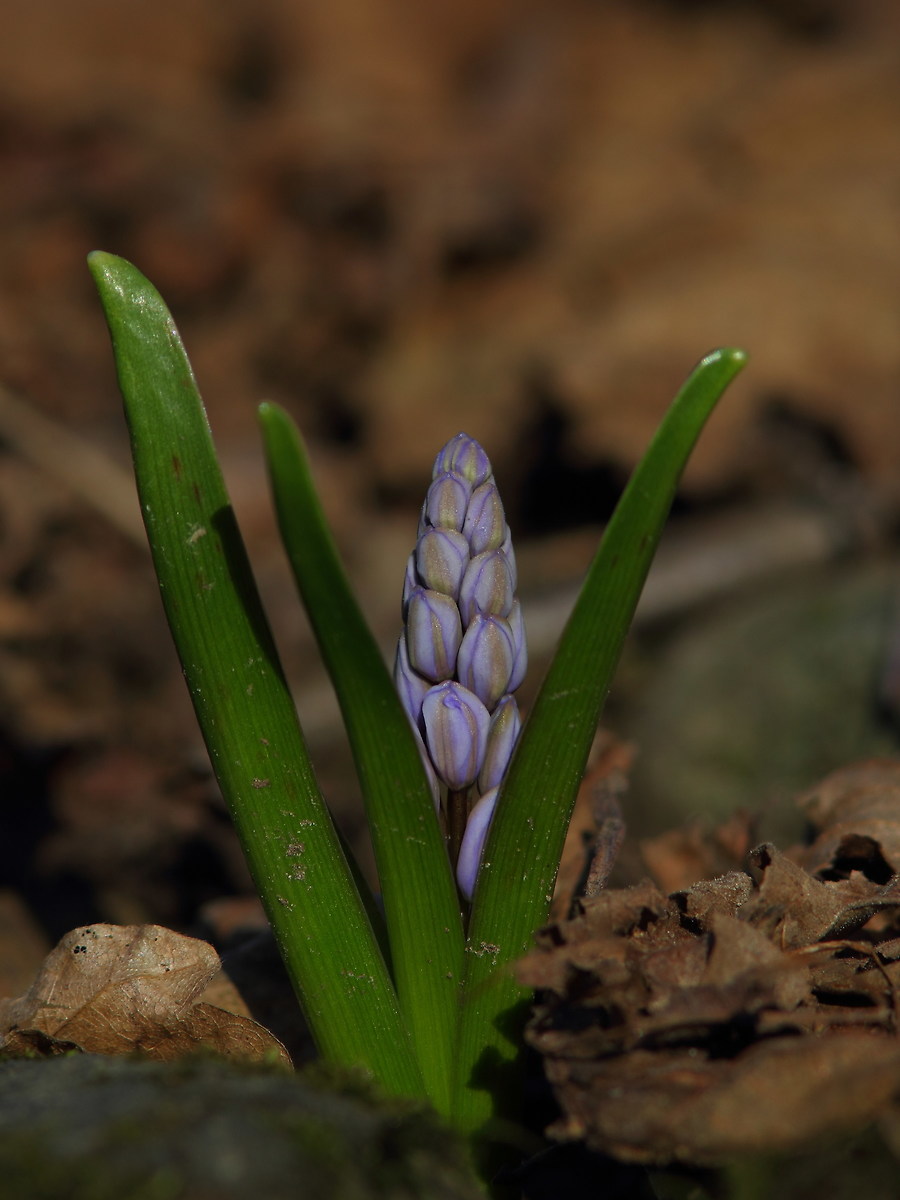 Scilla bifolia