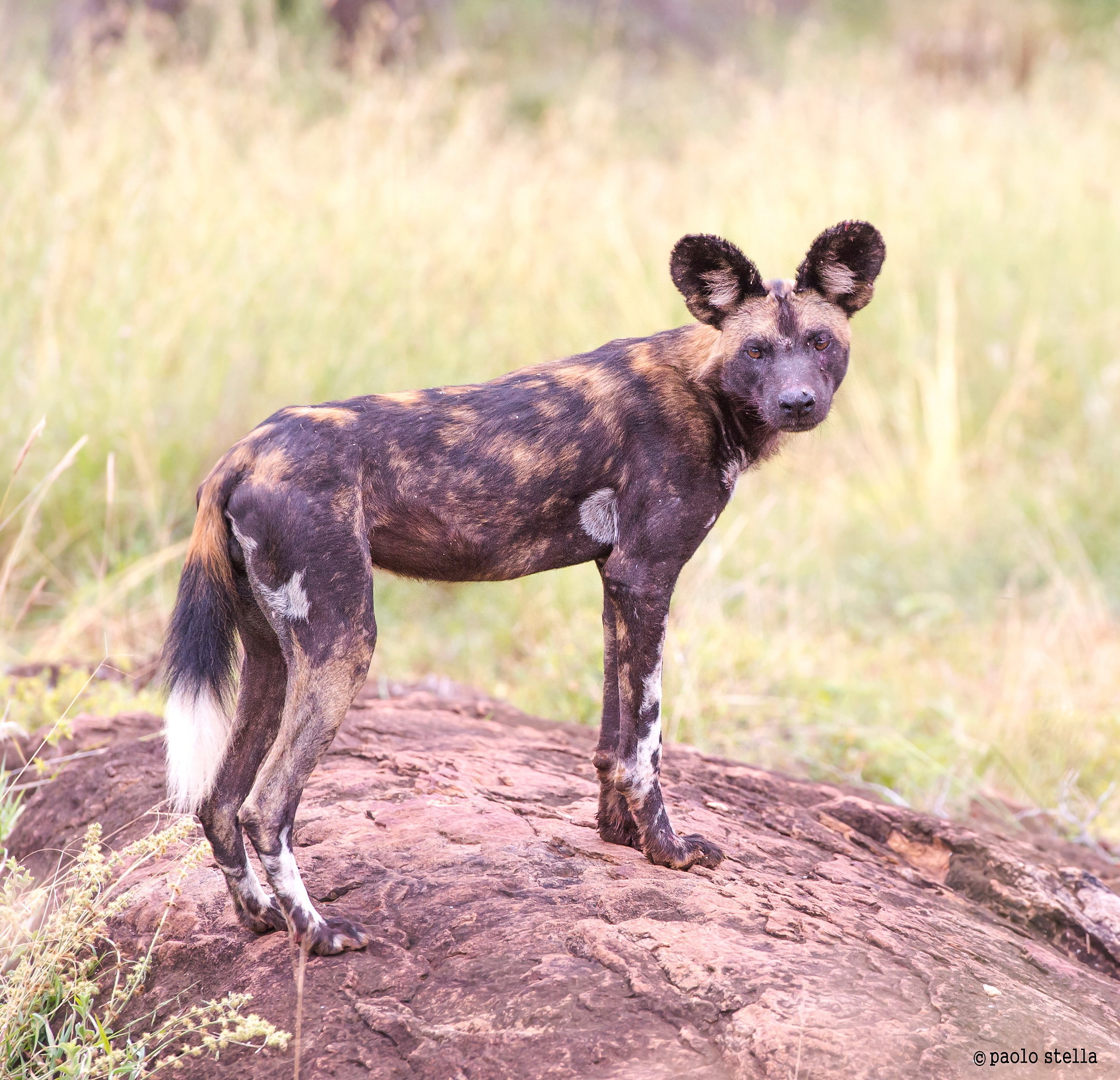 wild dog portrait