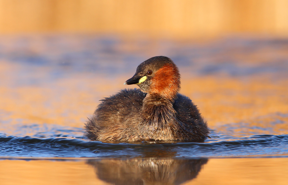 Little grebe