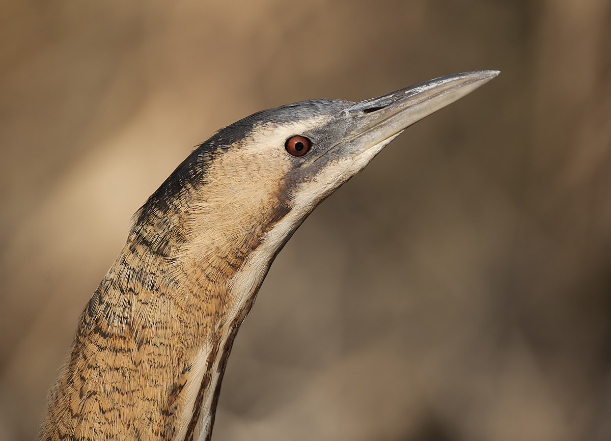 bittern portrait