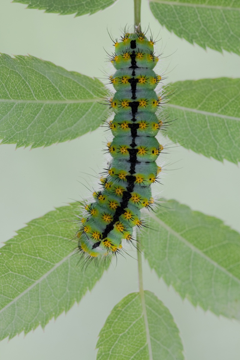 Caterpillar Saturnia pavoniella