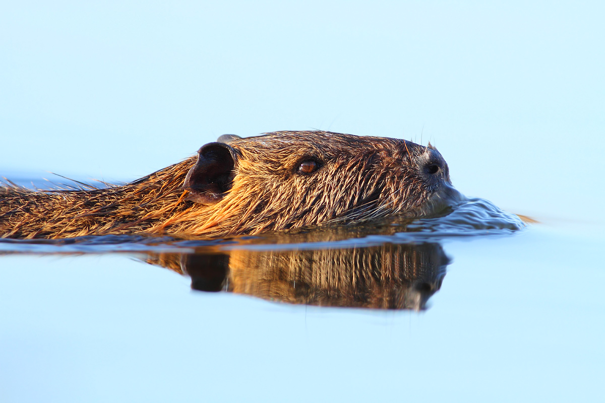 Nutria