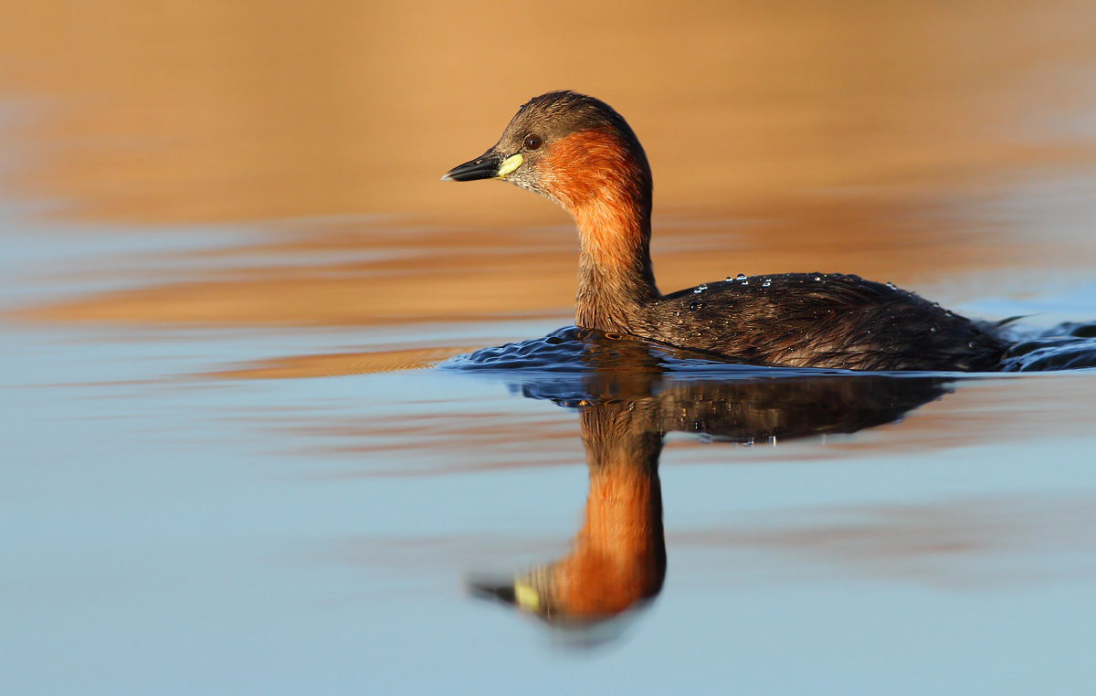 Little grebe
