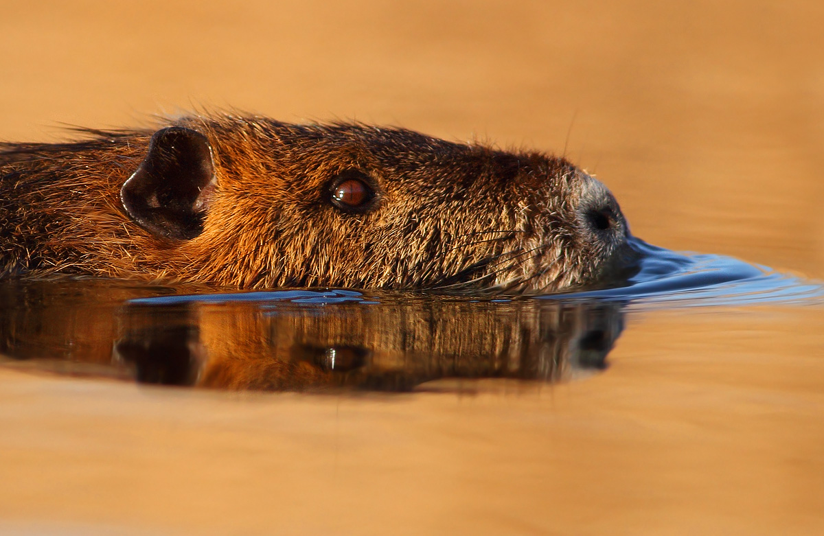 Nutria