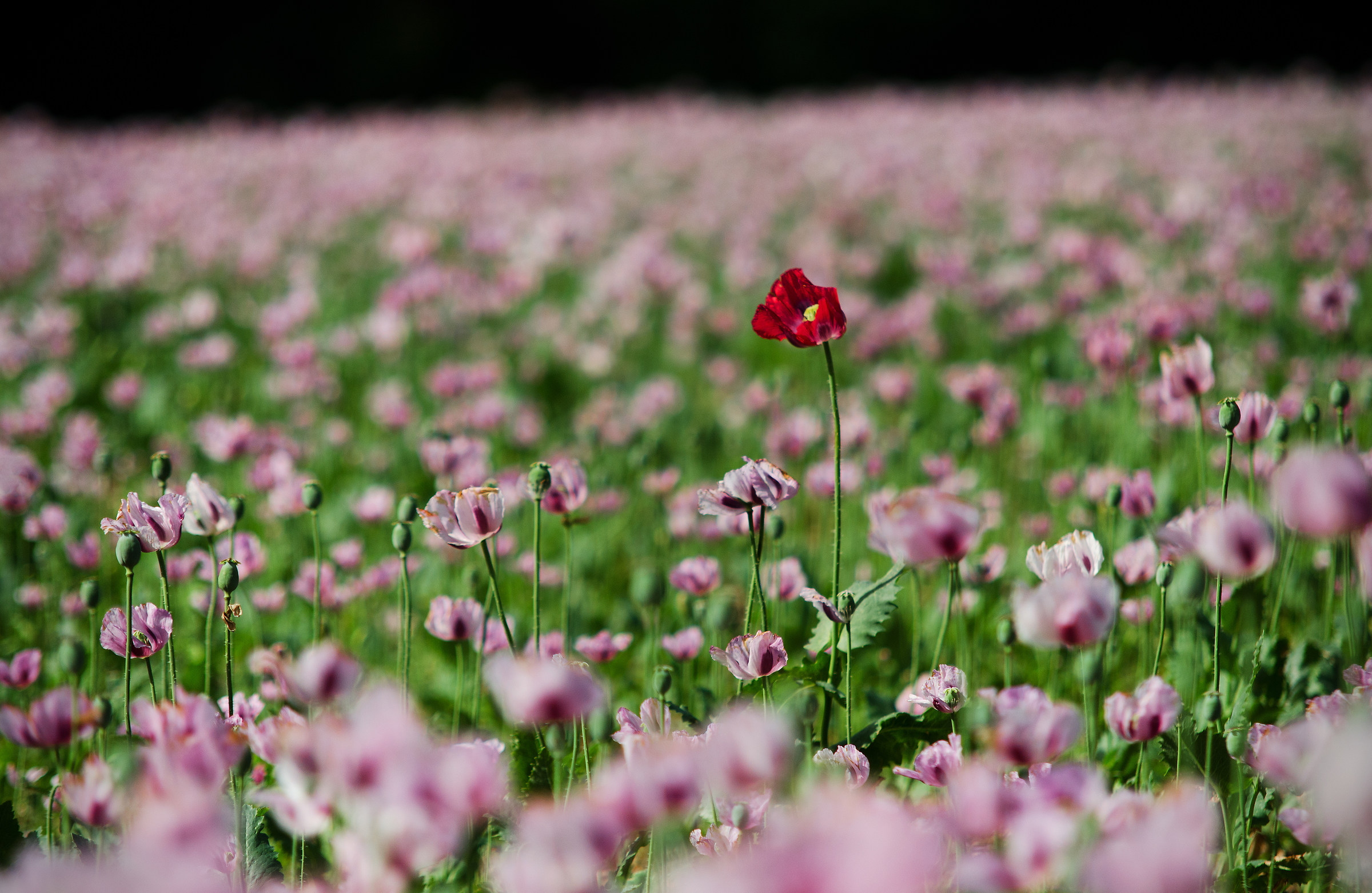 The Rogue in the Opium Crop...