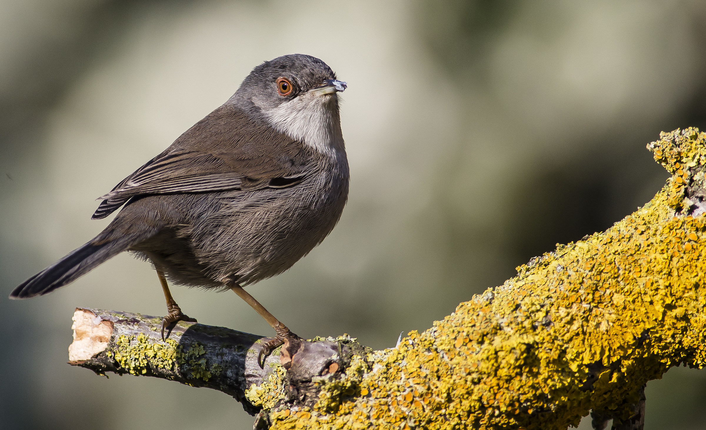 Occhiocotto... ingordo.