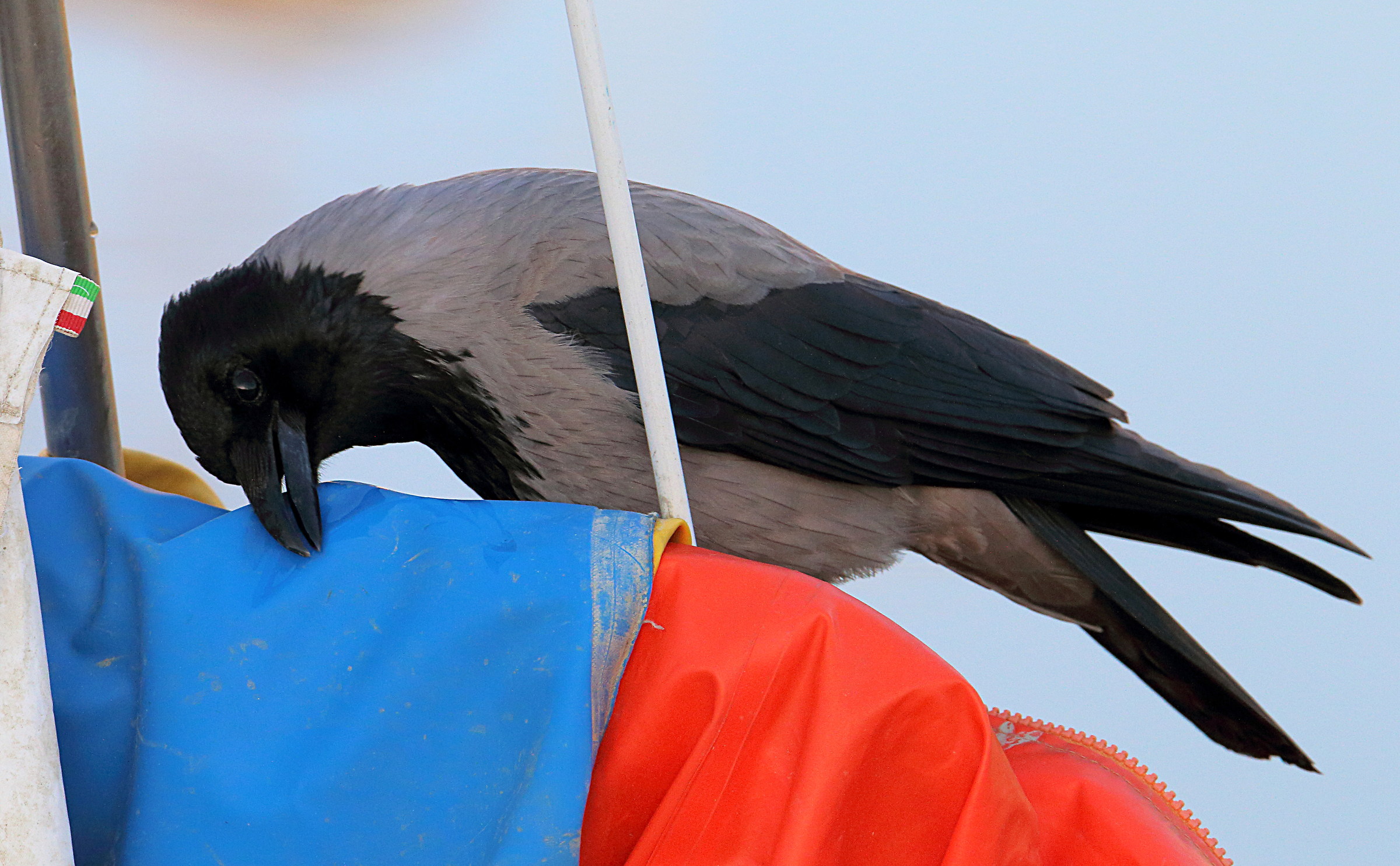Hooded crow