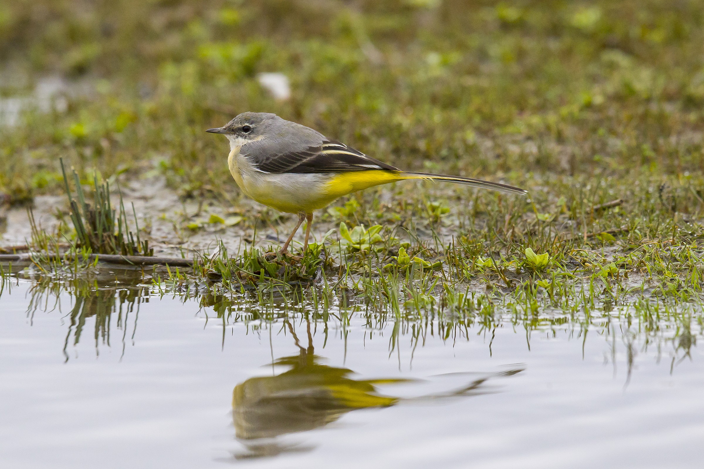 Yellow Wagtail