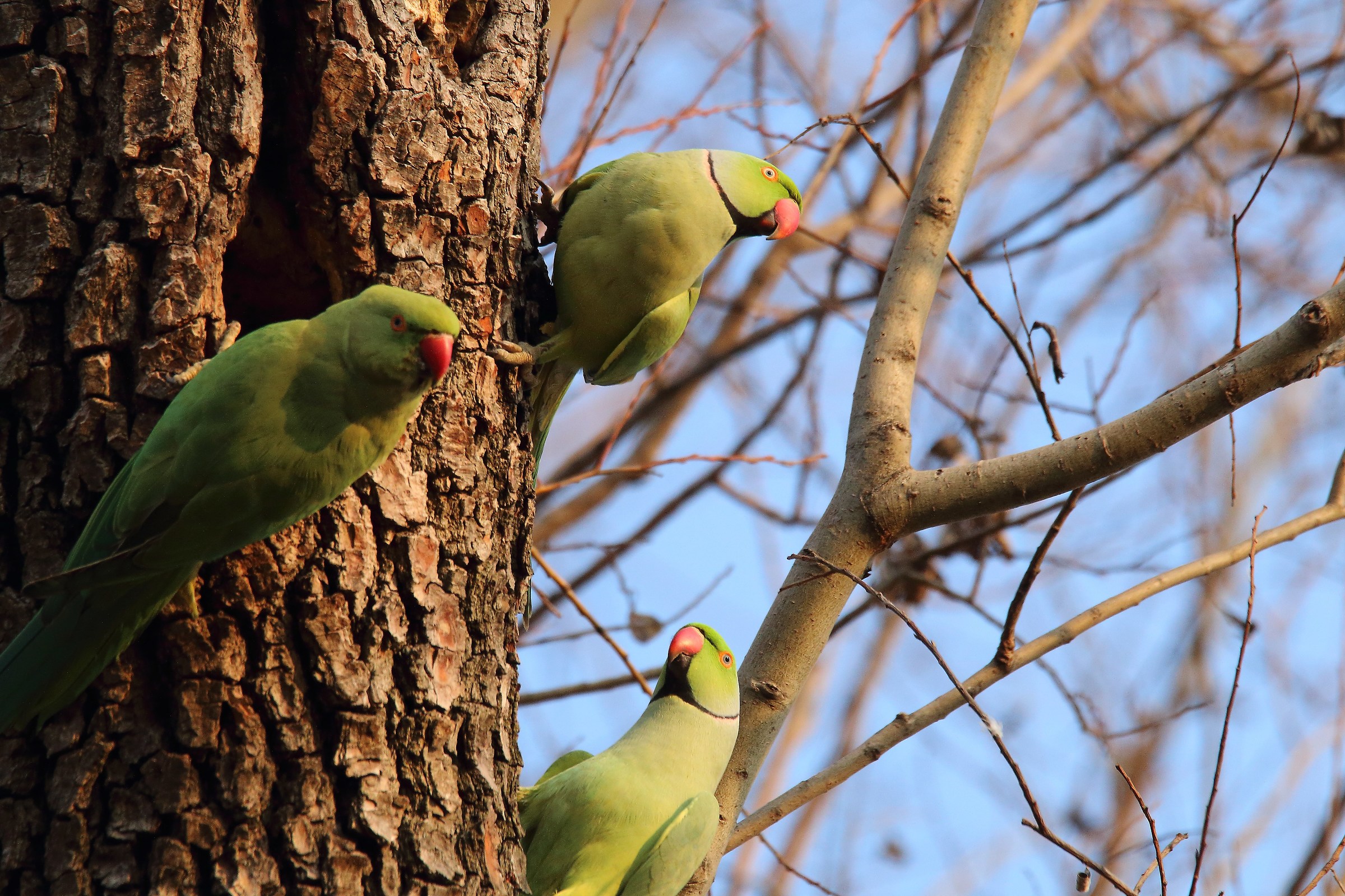 Parrrocchetto Collared