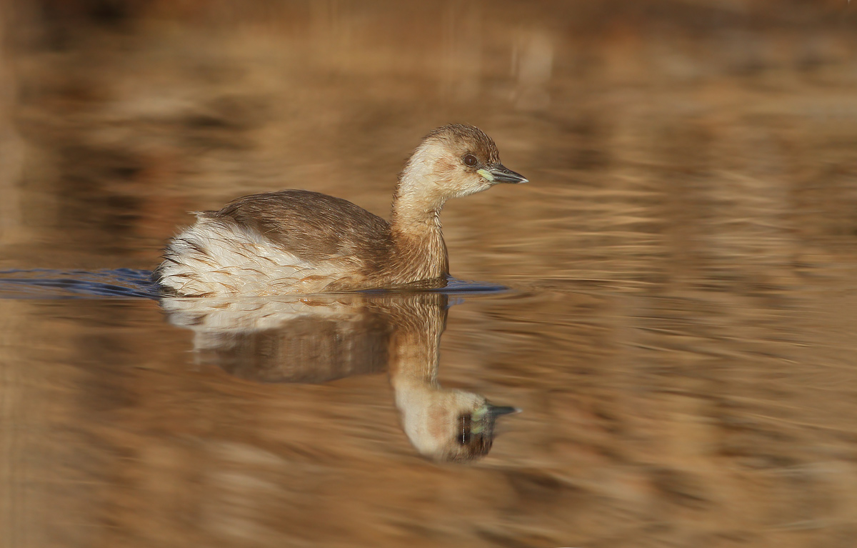 Little grebe