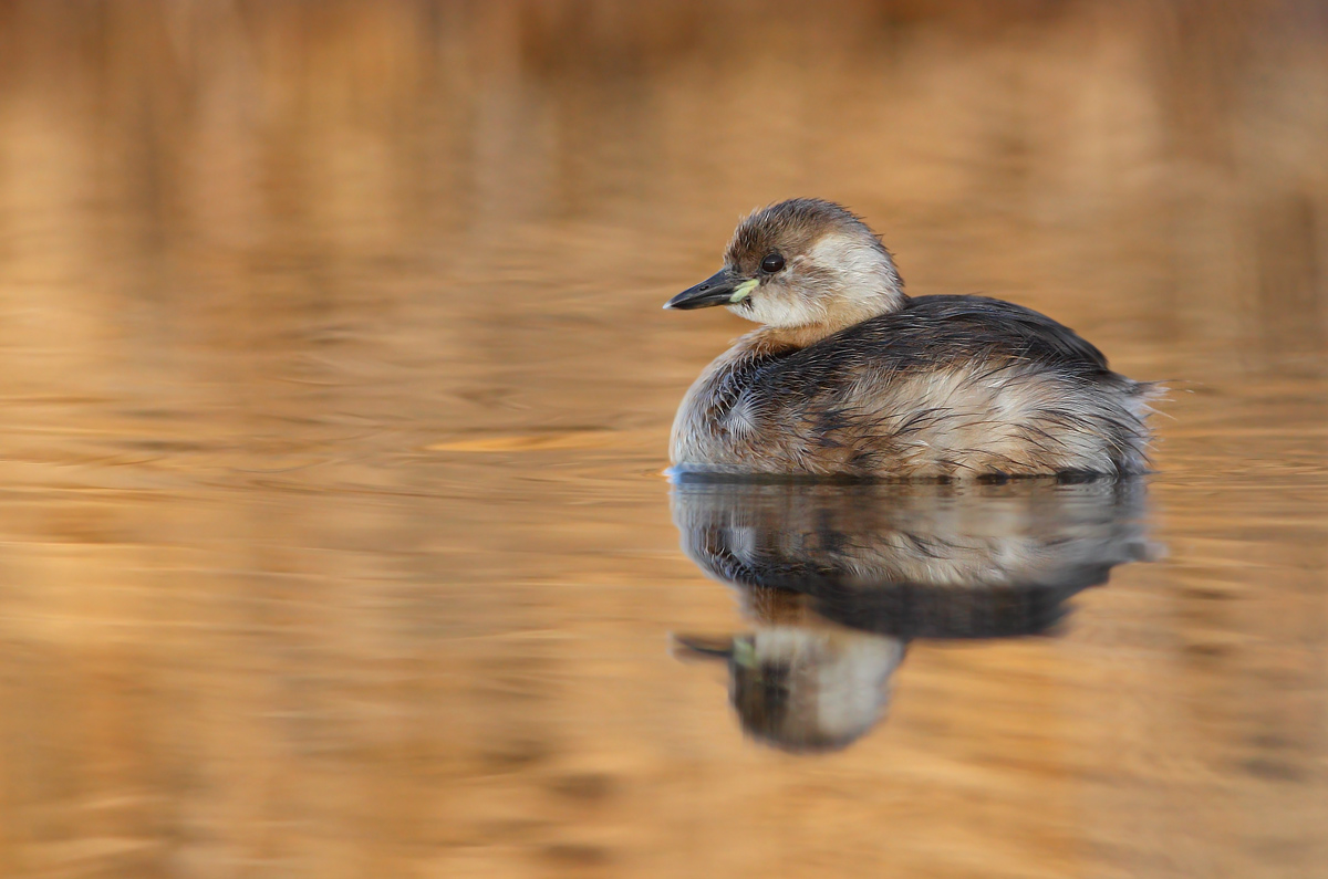 Little grebe