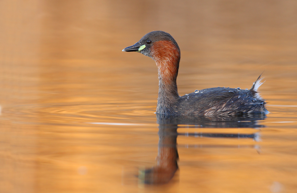 Little grebe