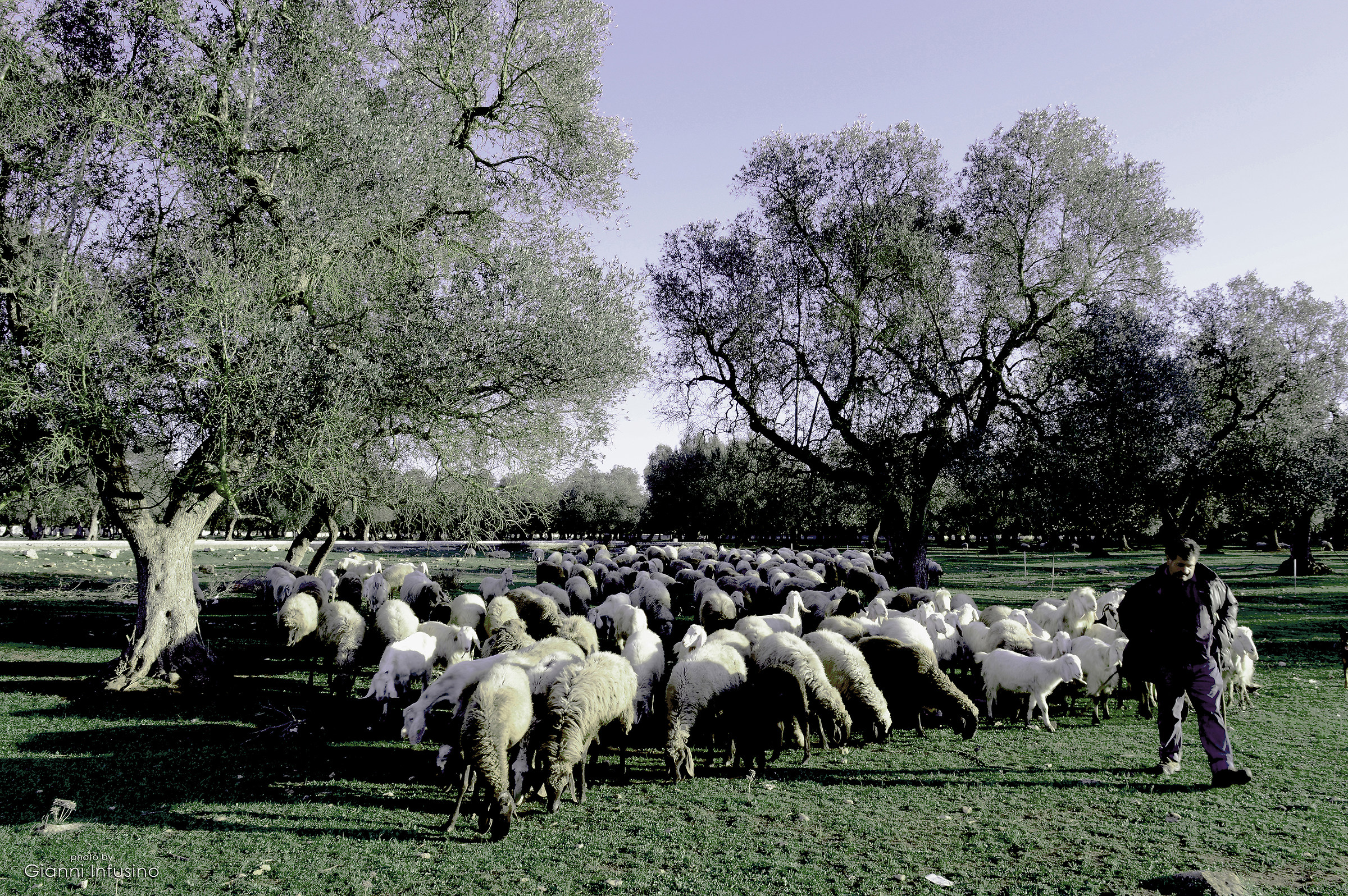 Gregge di Pecoroni al seguito di un Uomo