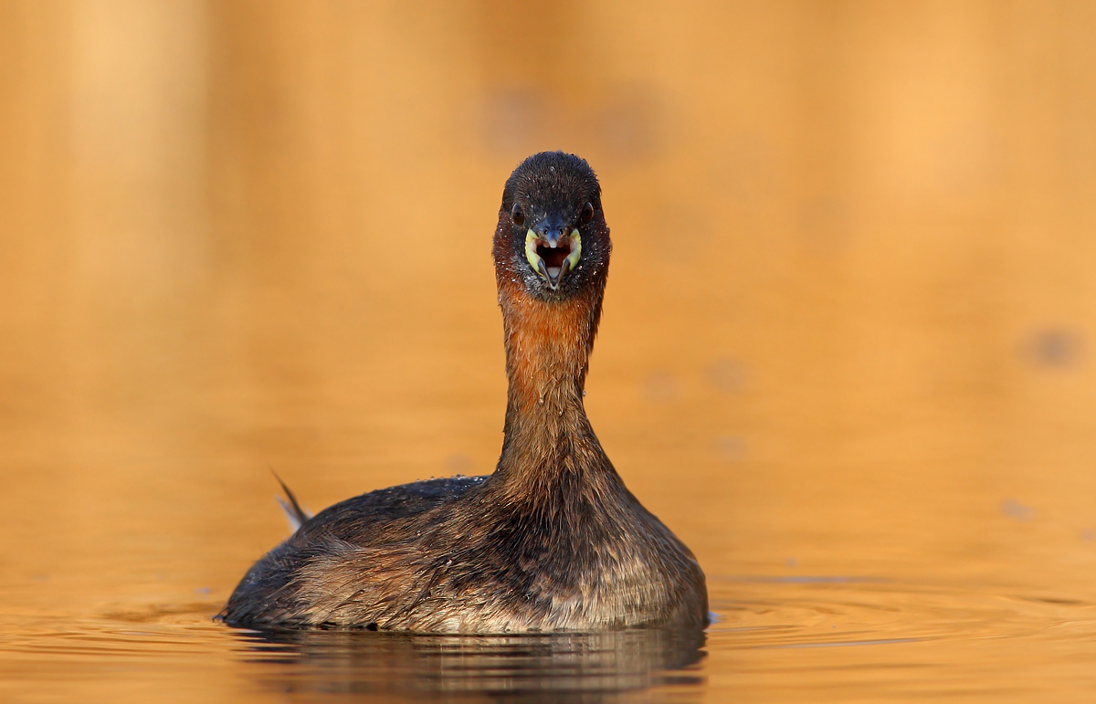 Little grebe