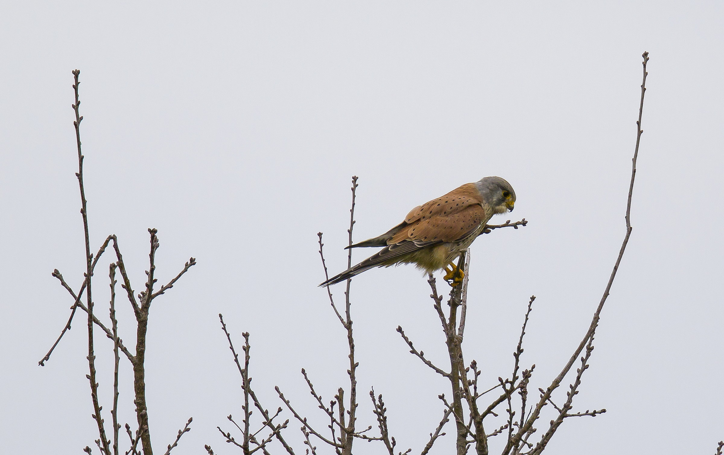 Lesser Kestrel Falco Naumanni