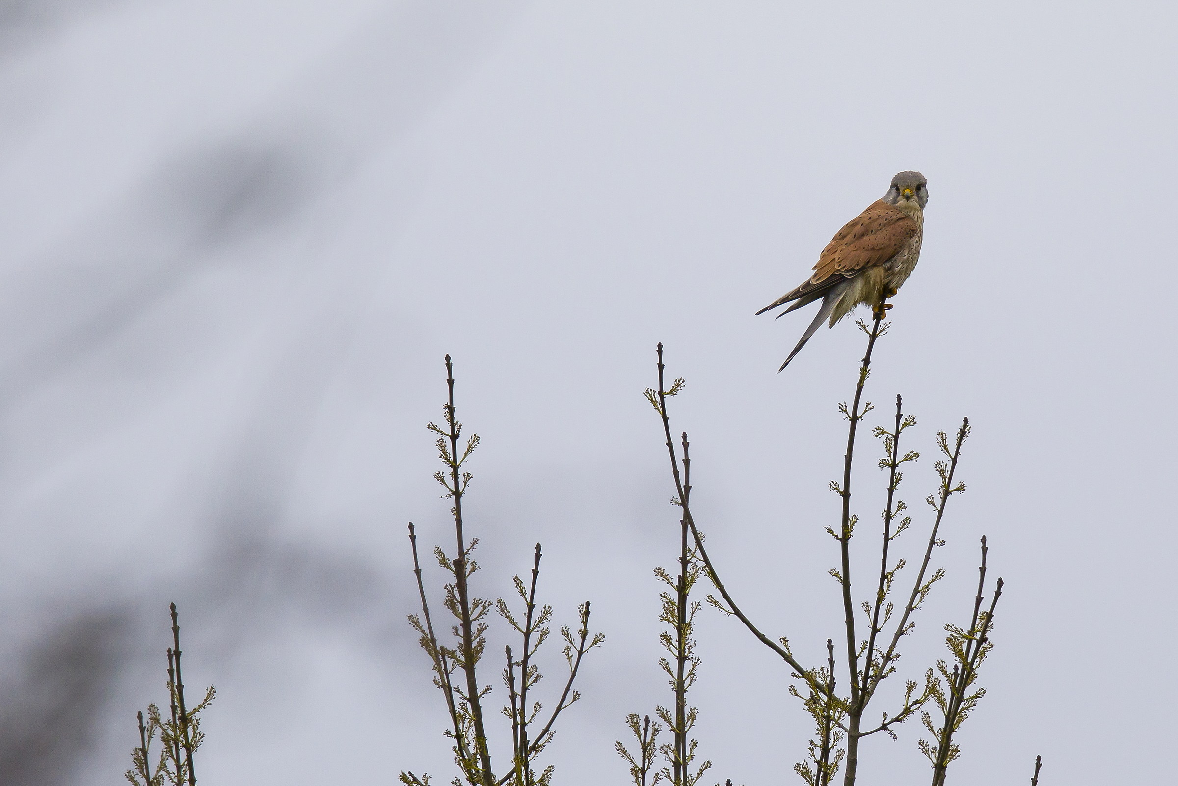 Falco Naumanni grillaio