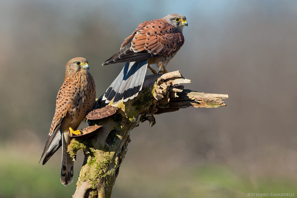 Kestrels ... the couple ...