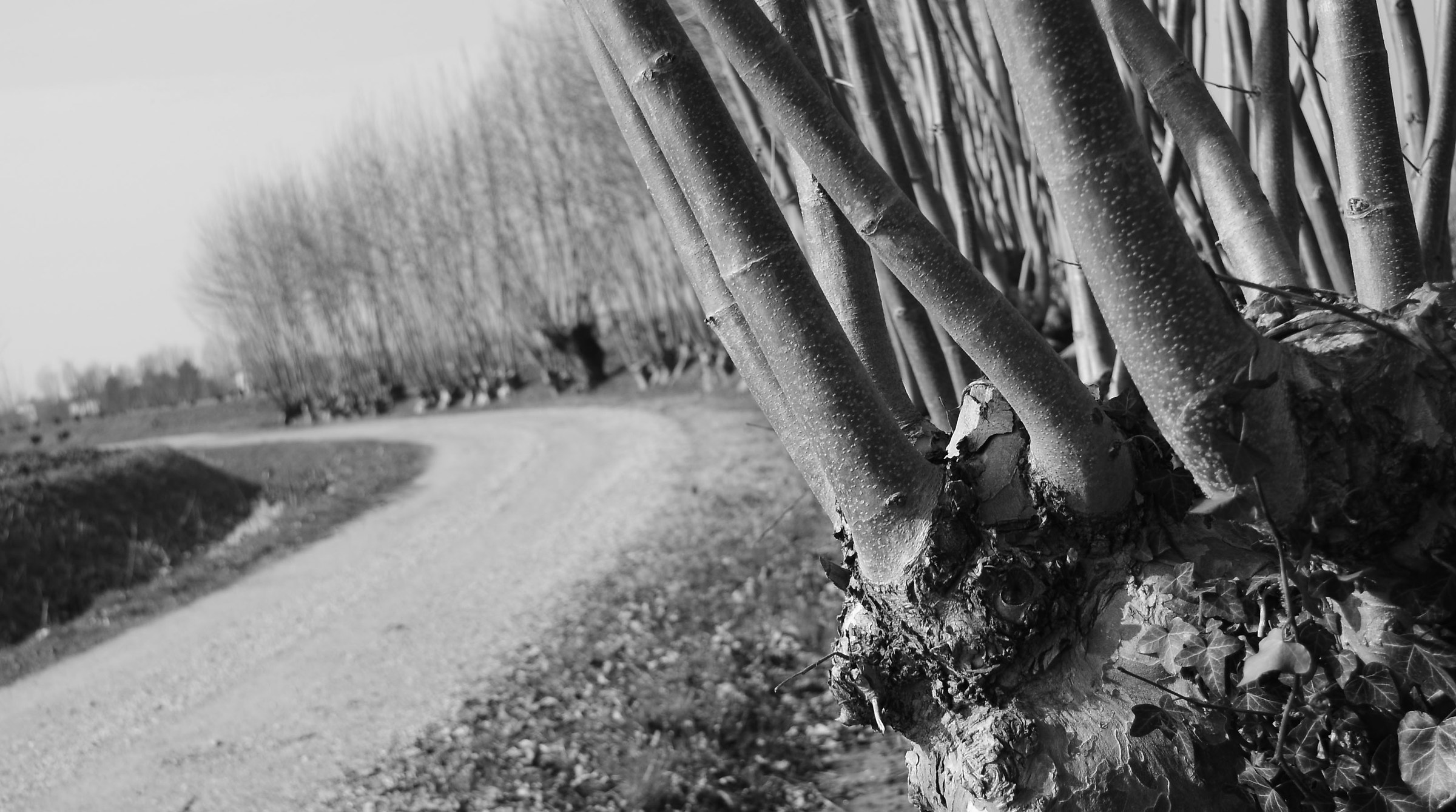 Passeggiata verso primavera