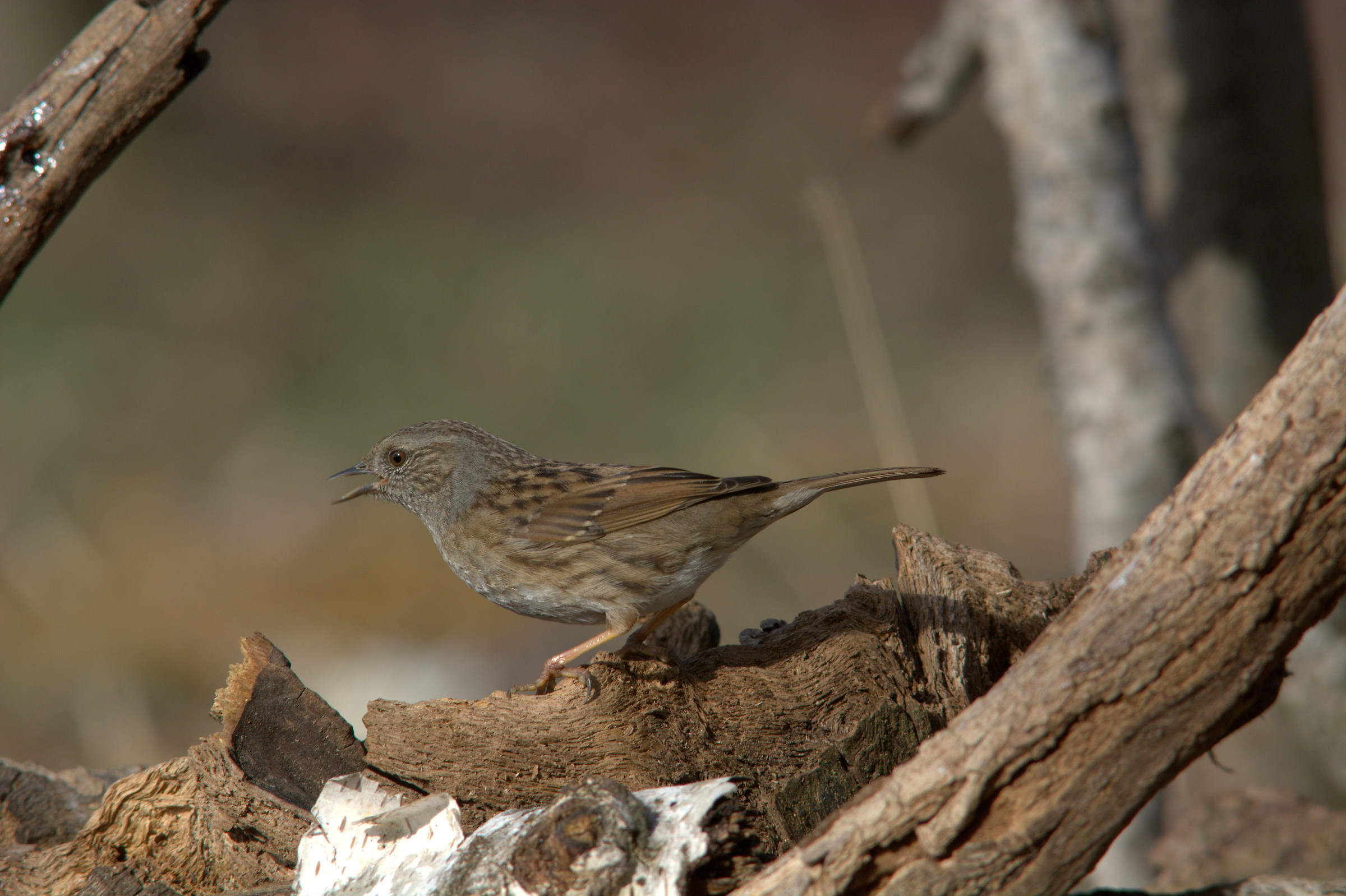 Dunnock