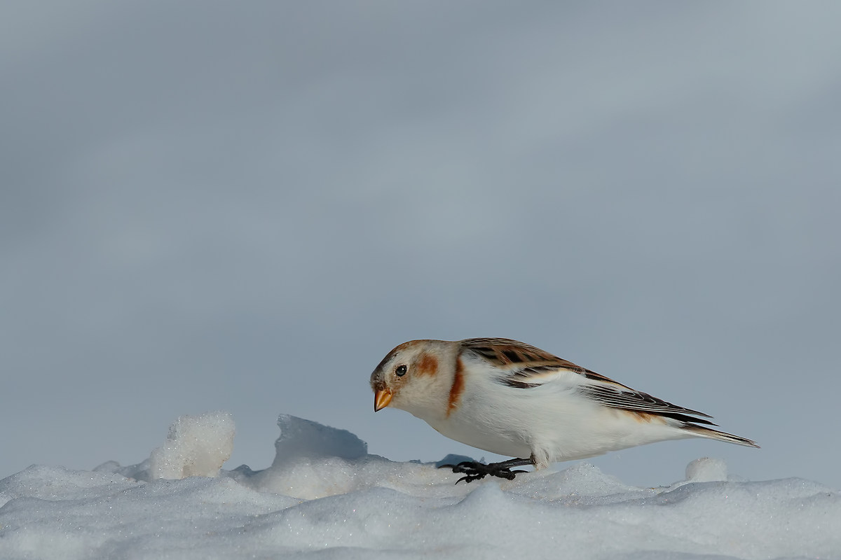 Snow Bunting (Plectrophenax nivalis)