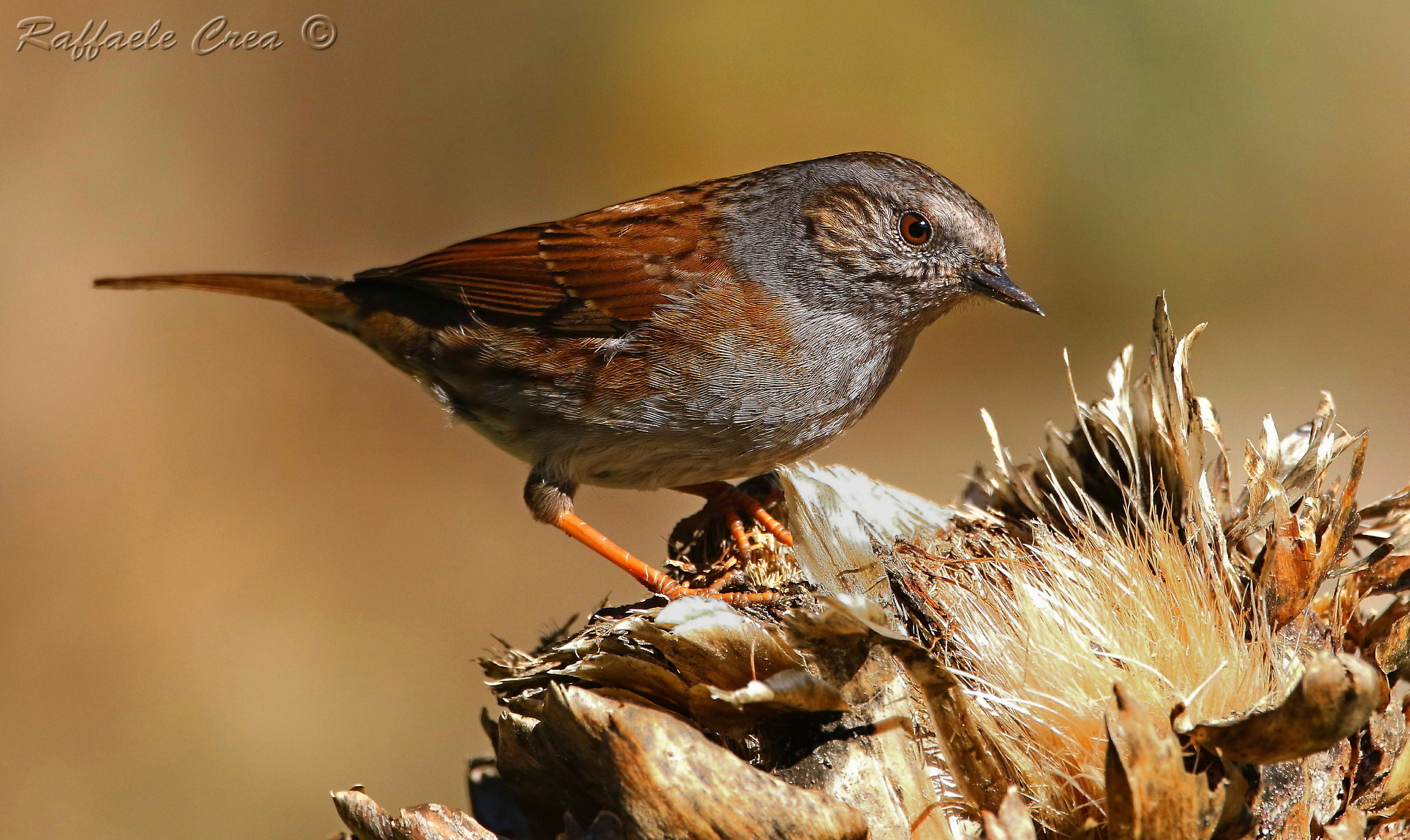 La Passera Scopaiola ed il Carciofo