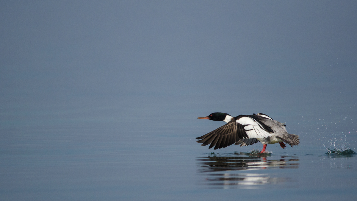 Goosander departing
