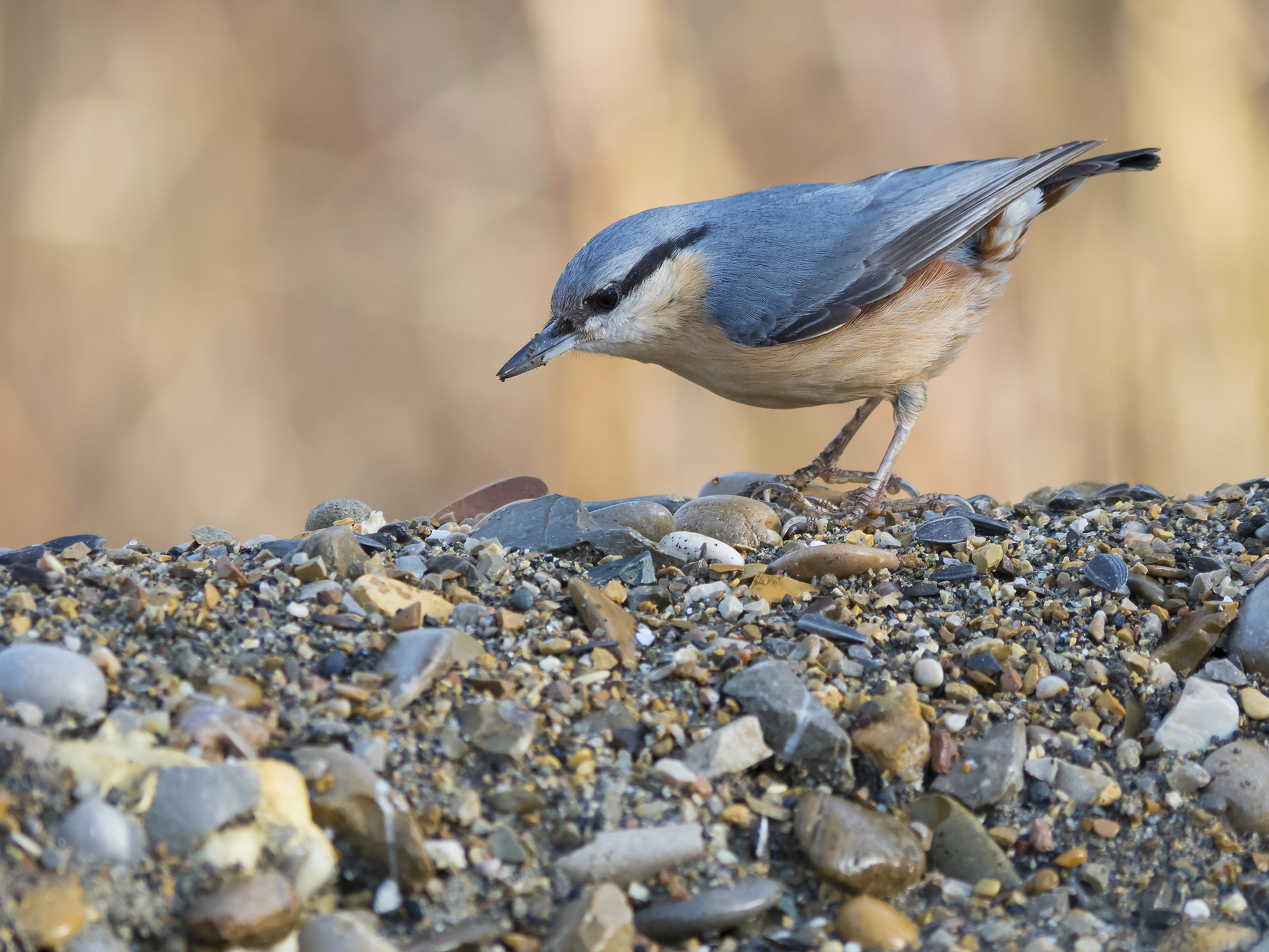 nuthatch